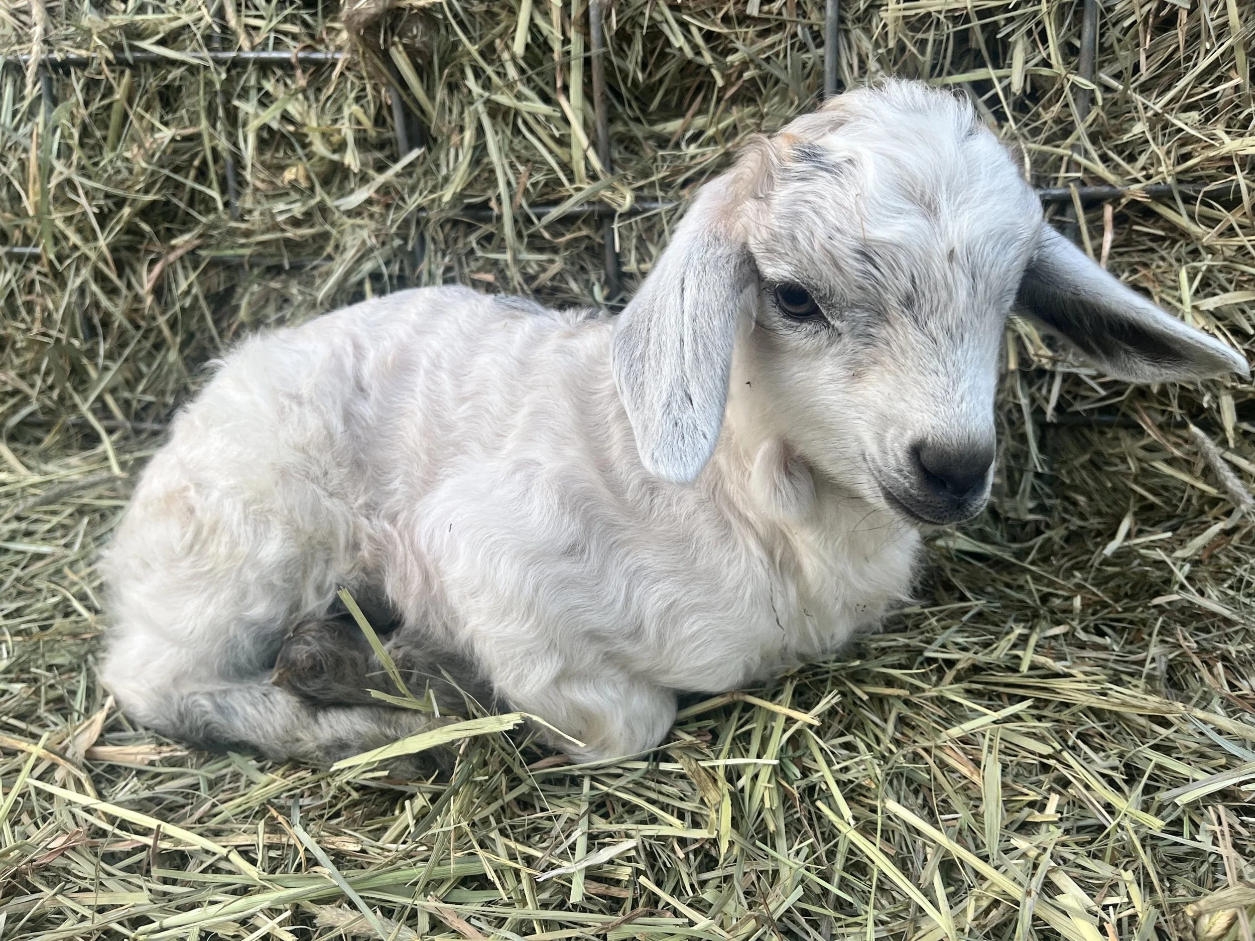 Cashmere Goat kid Reservation