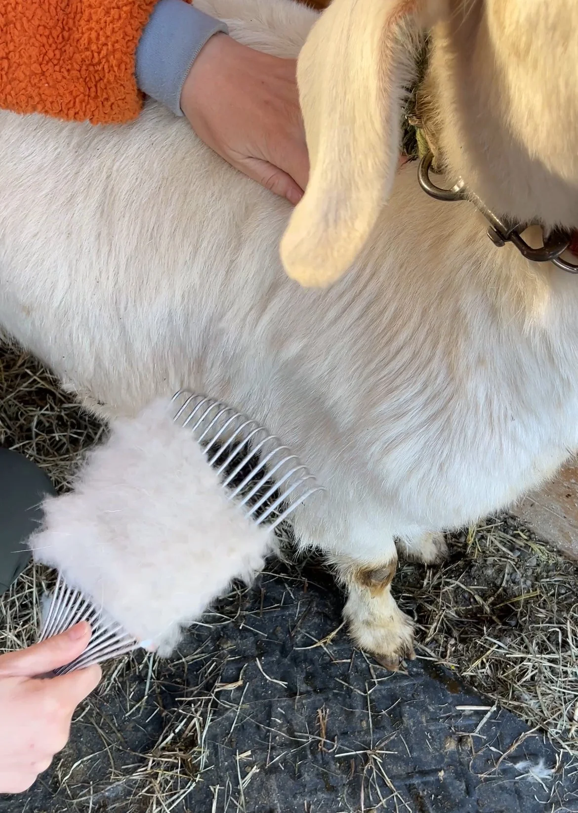 comb_on_goat.jpg