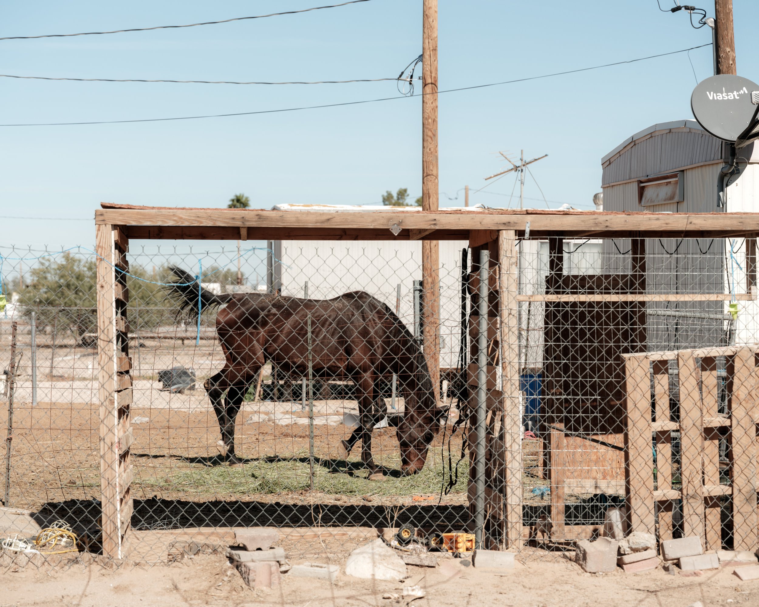 Horse.jpg