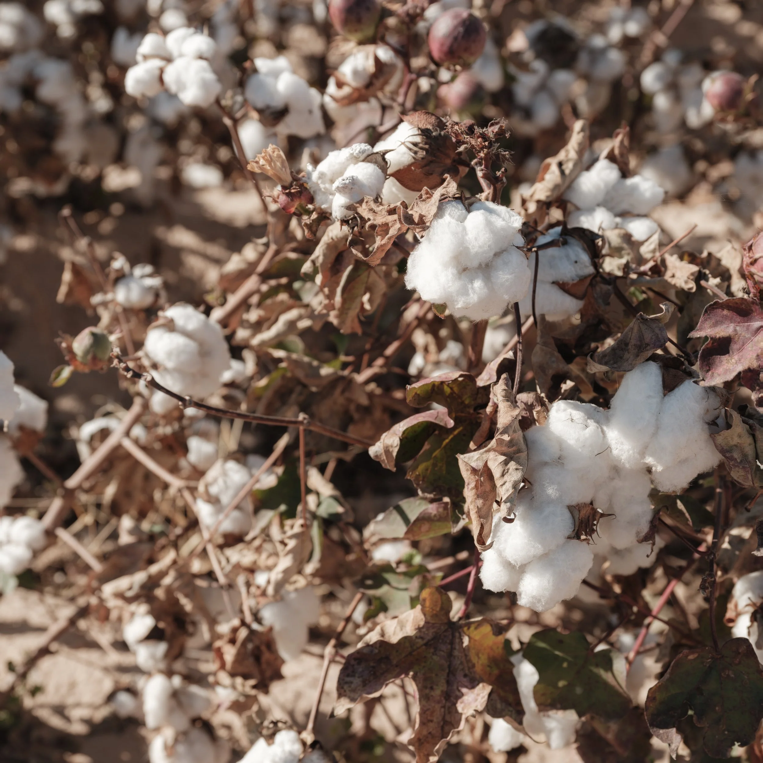 Cotton.jpg
