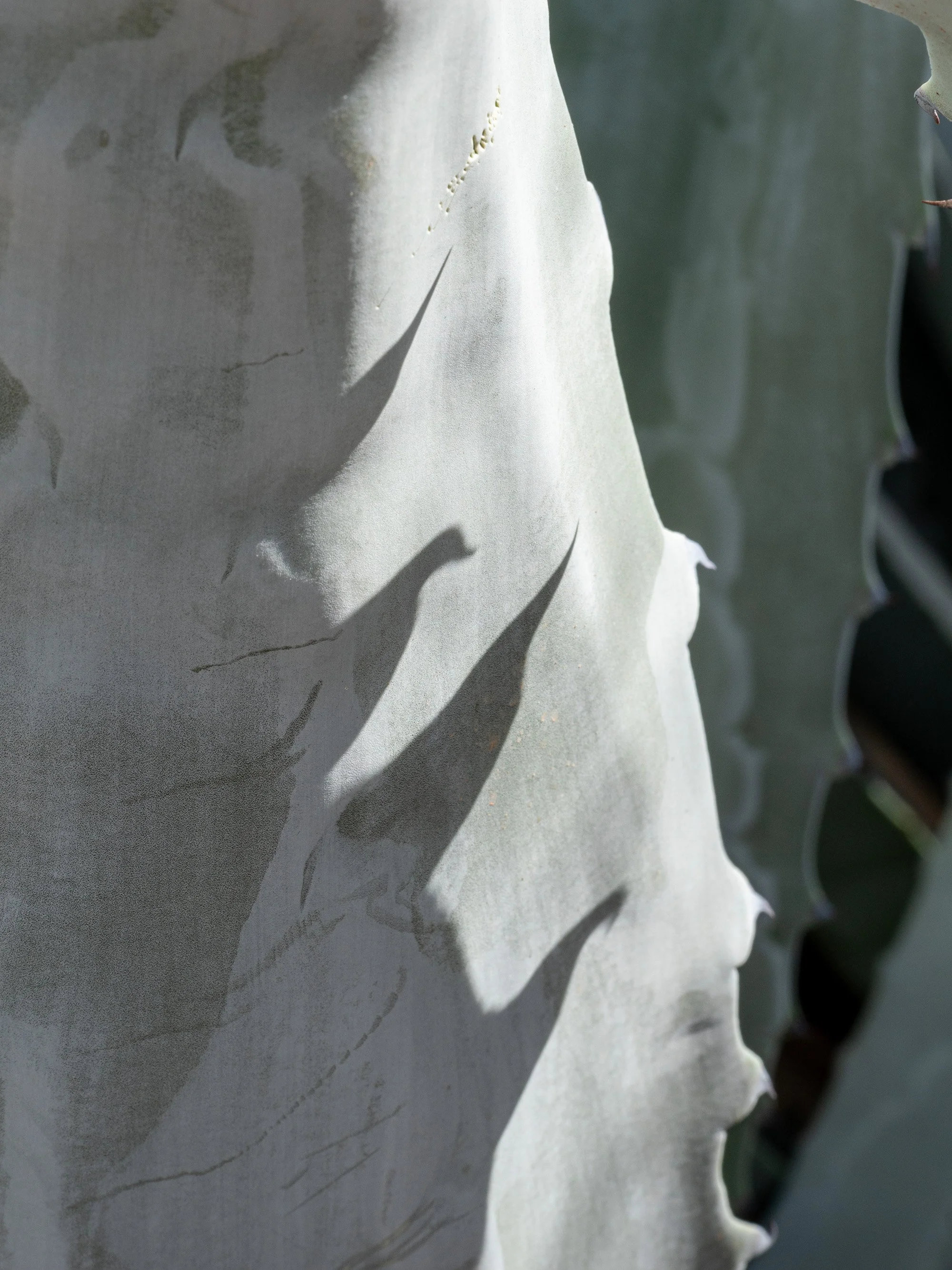 Agave in Shadow