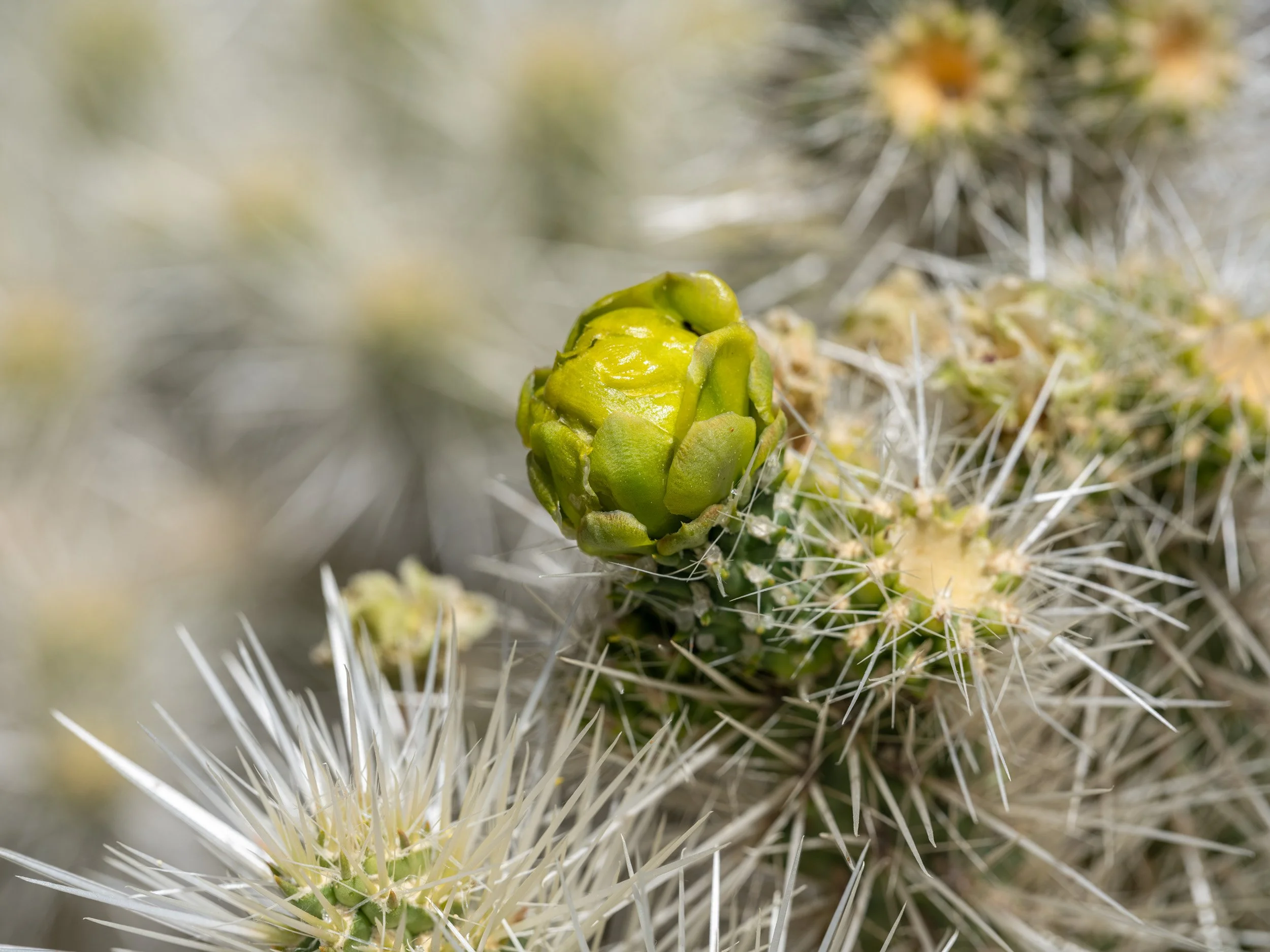 bex-lens-green-bud-sonoran-desert-arizona-2024.jpg
