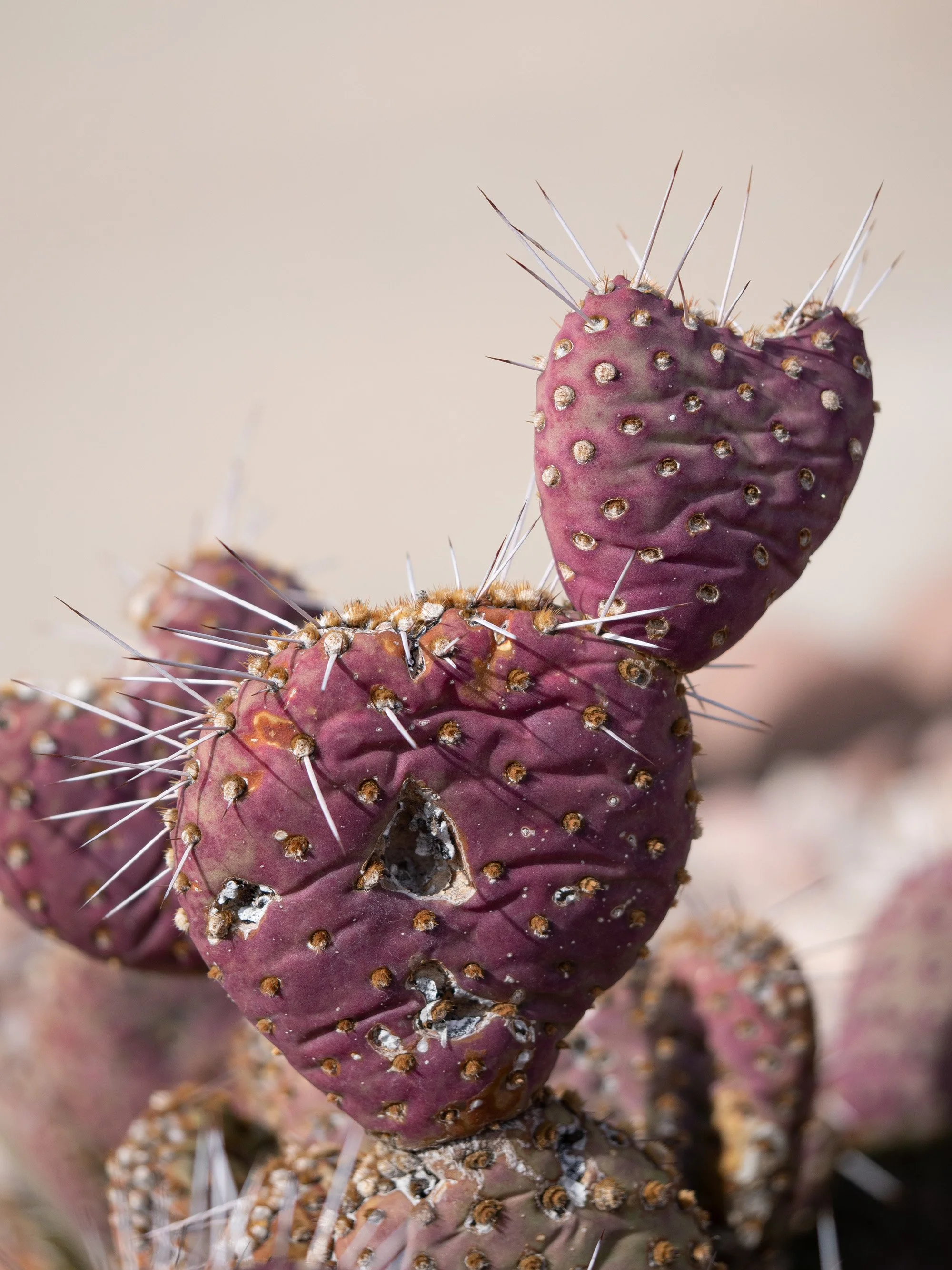 bex-lens-prickly-heart-sonoran-desert-arizona-2026.jpg
