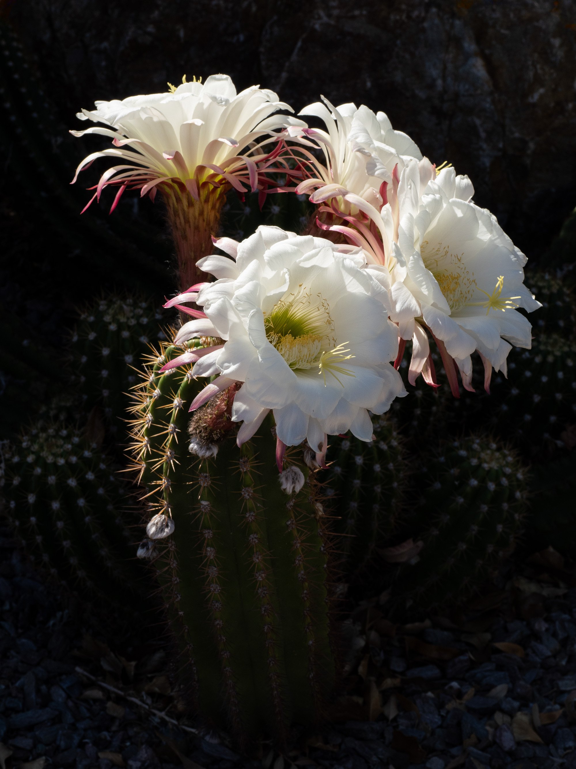 Spirit of the Desert