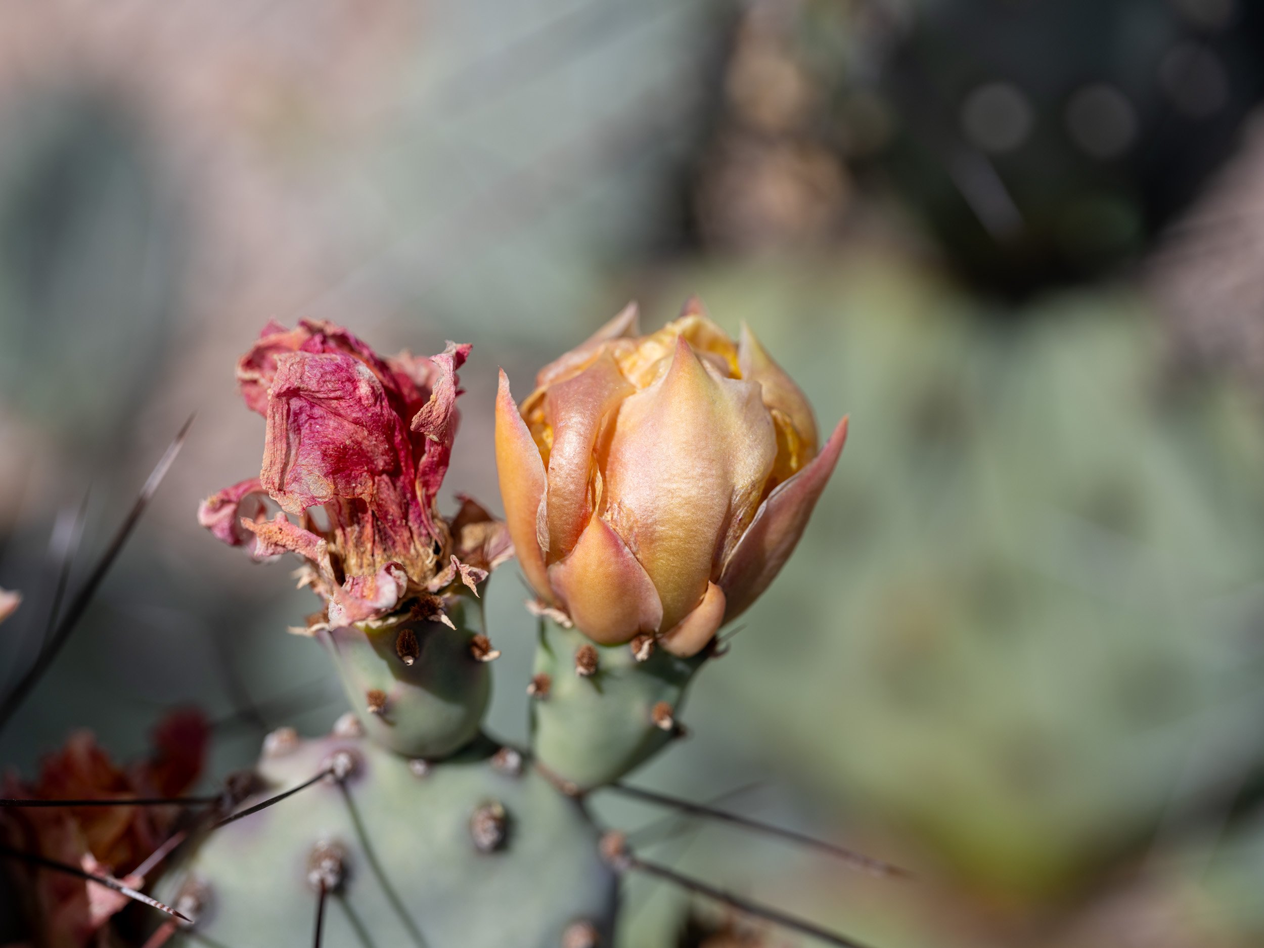 bex-lens-between-buds-sonoran-desert-arizona-2024.jpg