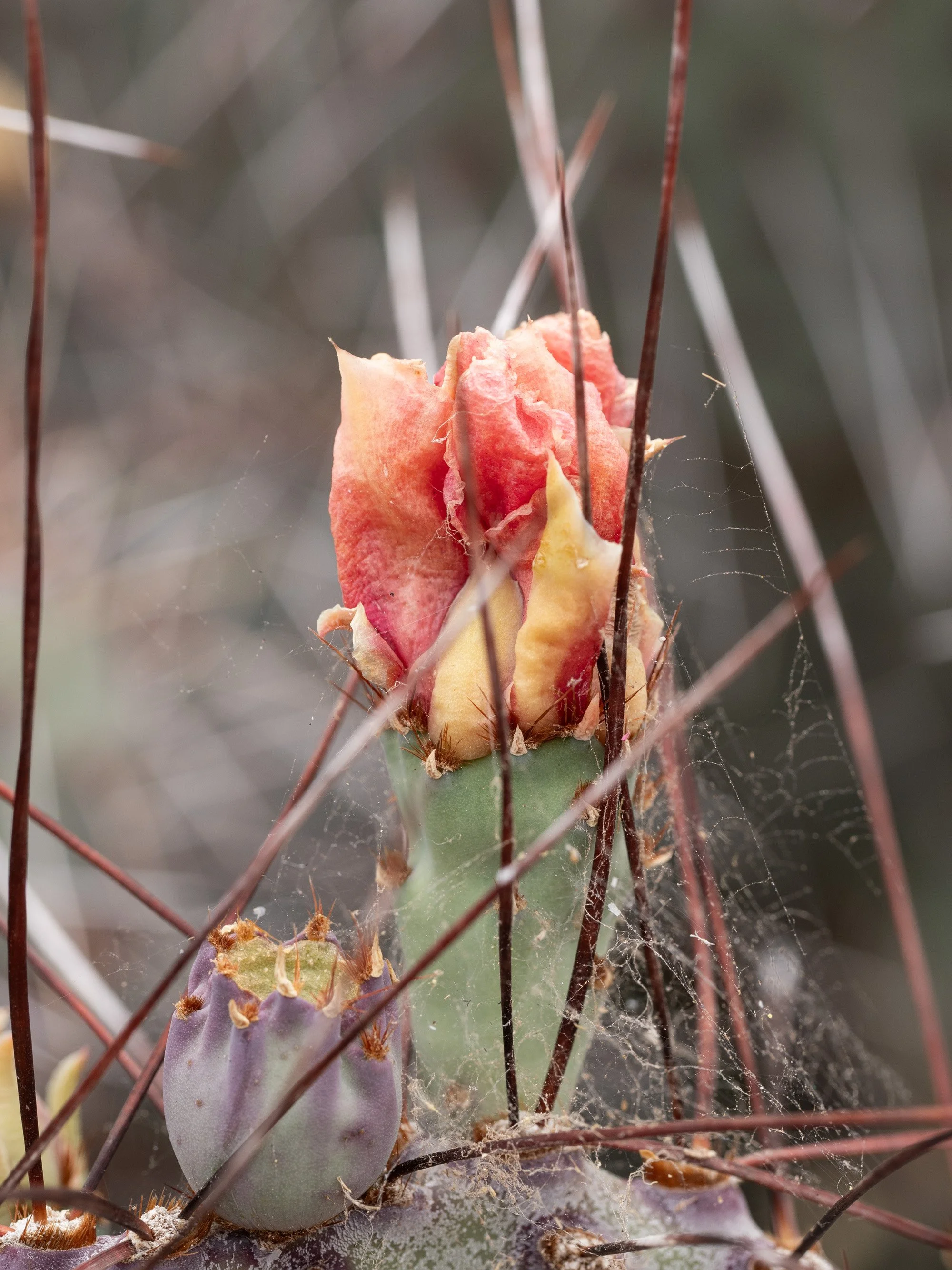 Webbed Beauty