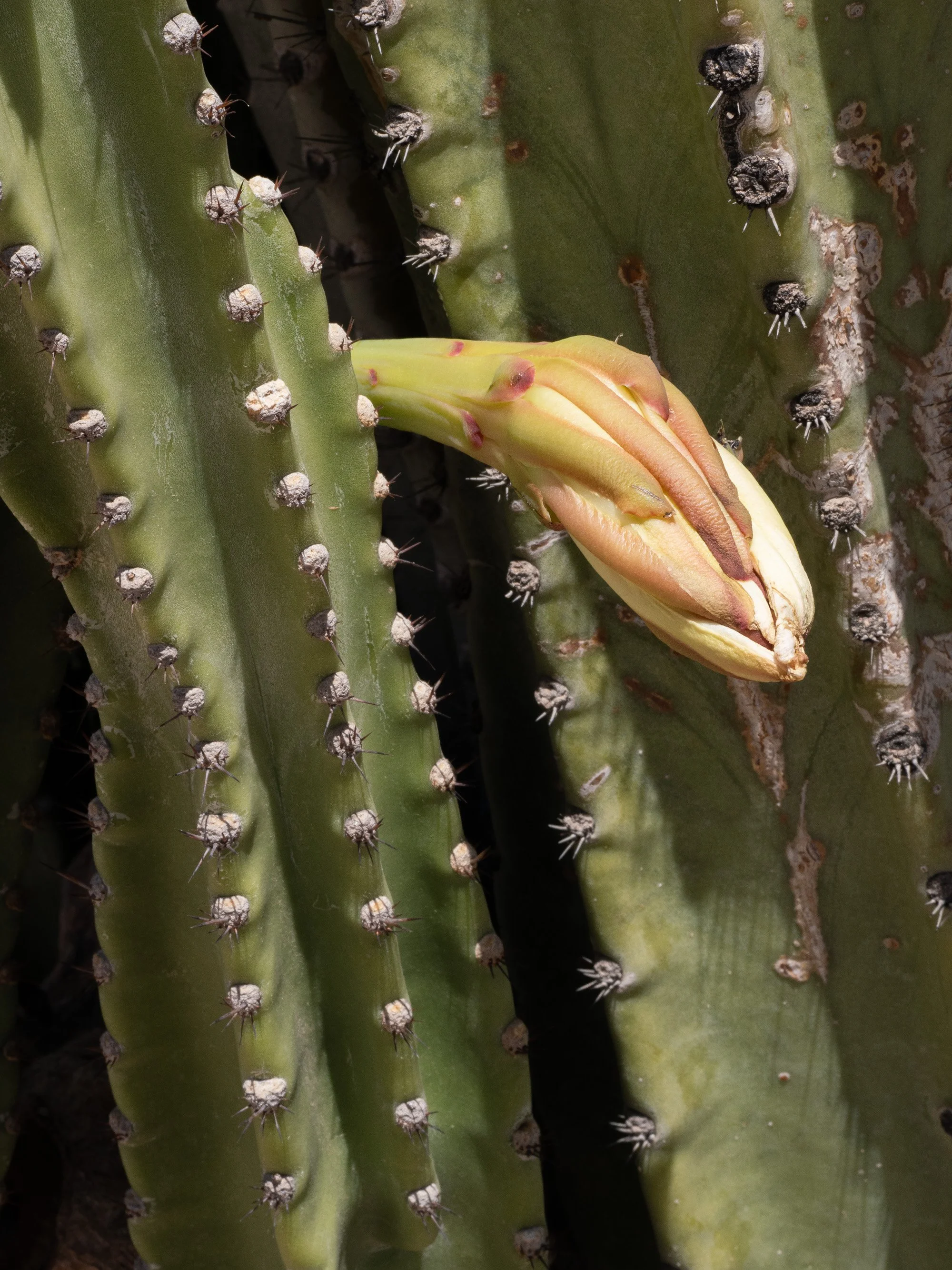 Cactus Bloom Emerging
