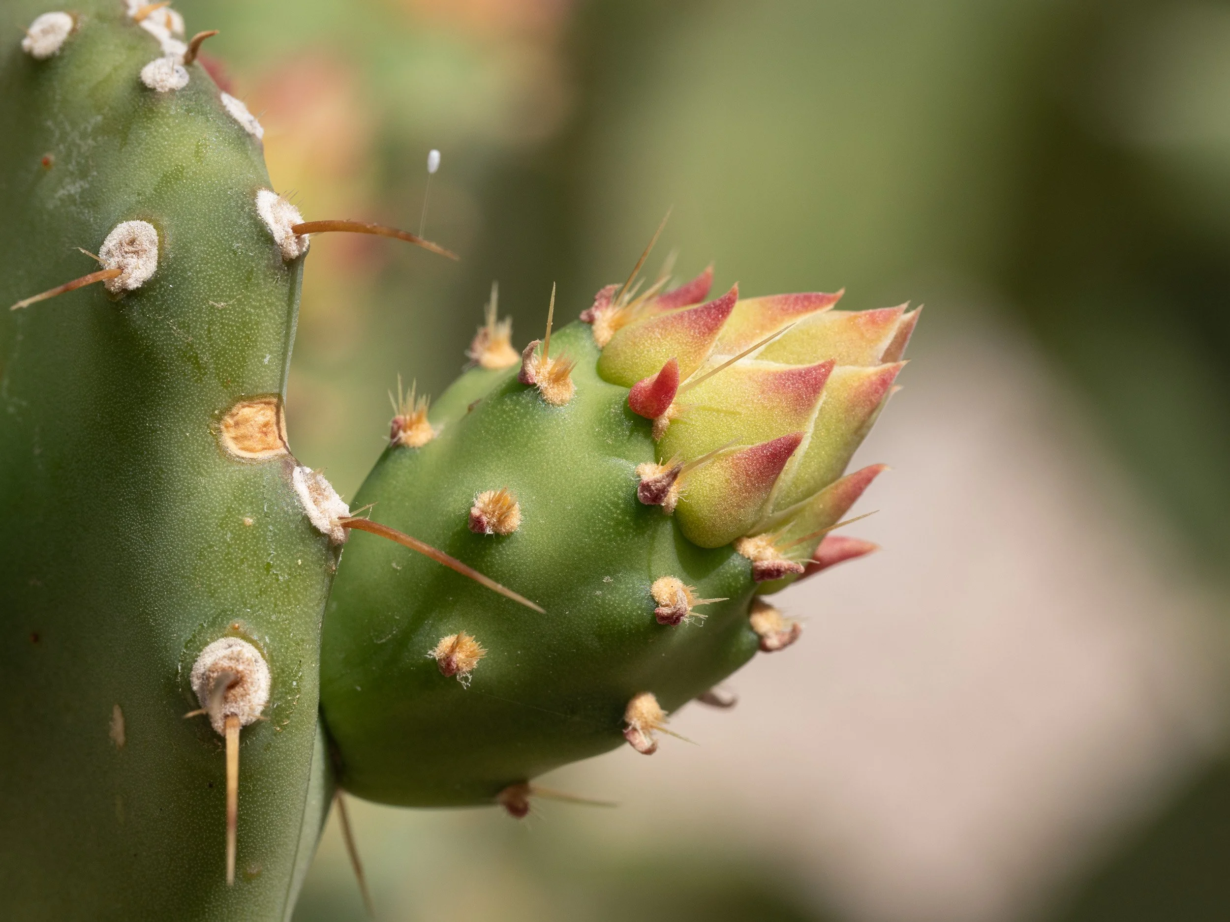 bex-lens-holding-color-prickly-pear-sonoran-desert-arizona-2026.jpg