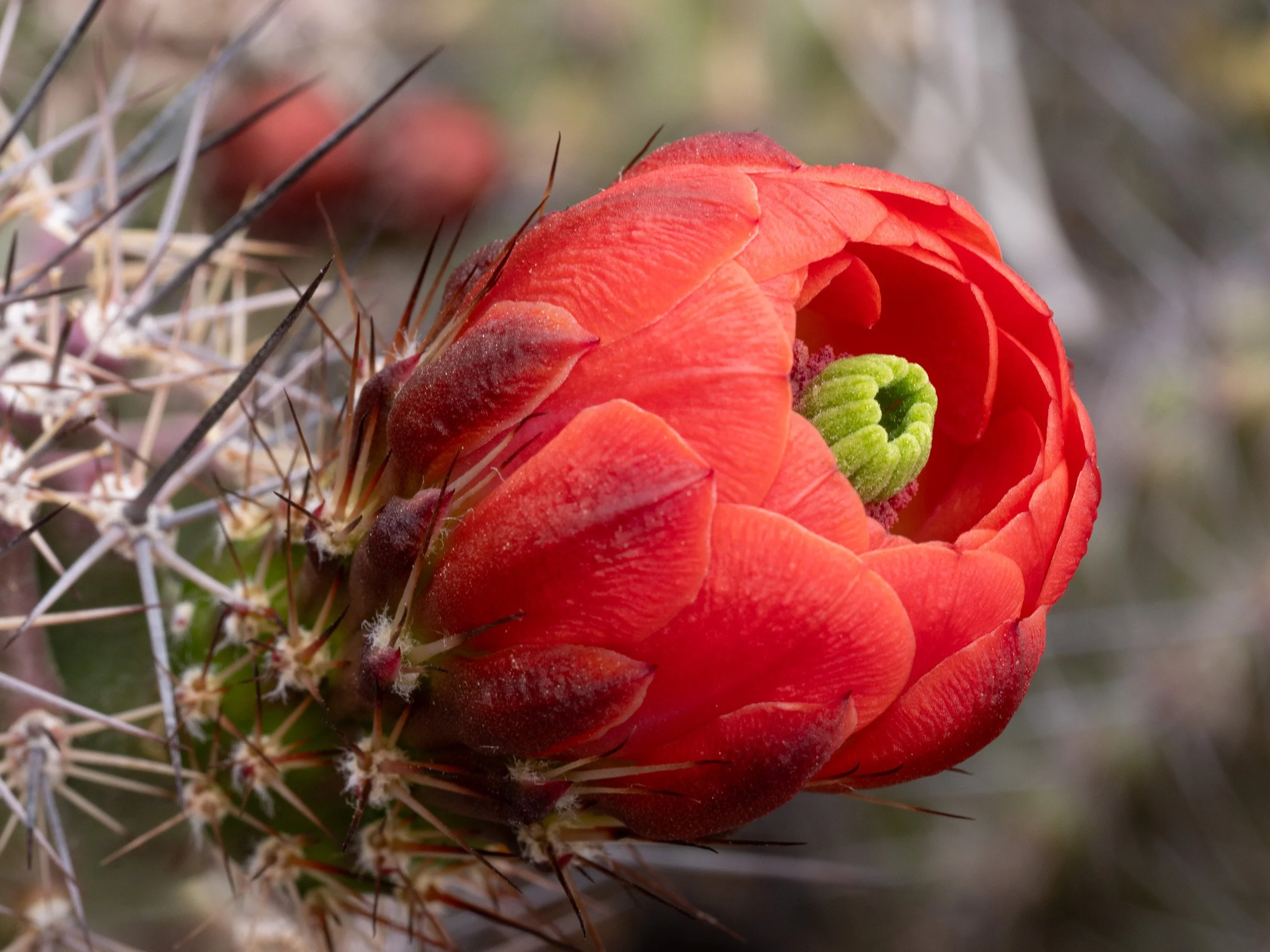 Red Arising