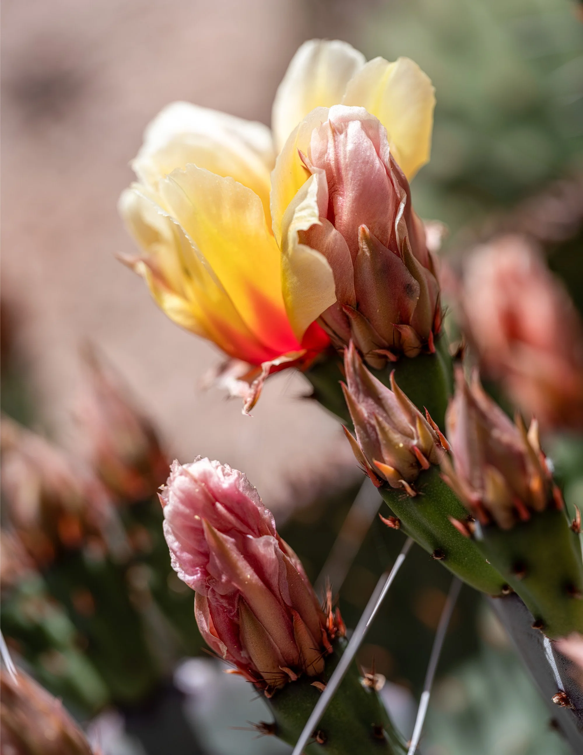 bex-lens-bud-beginning-sonoran-desert-arizona-2023.jpg