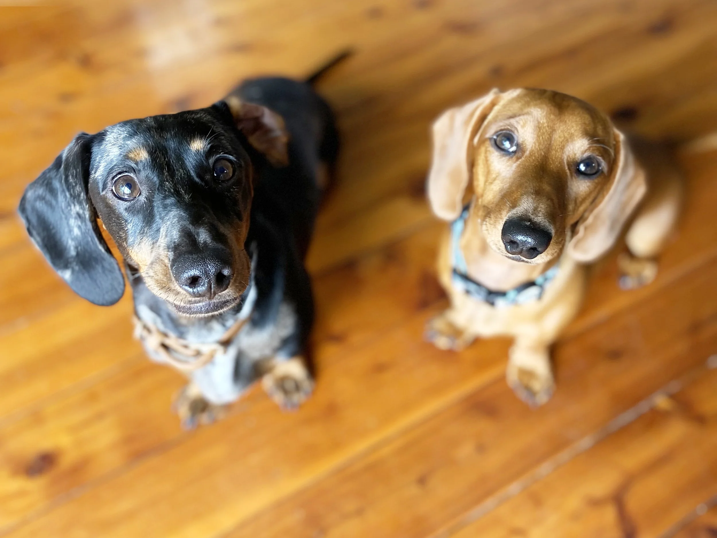 Pup Daycare.jpg