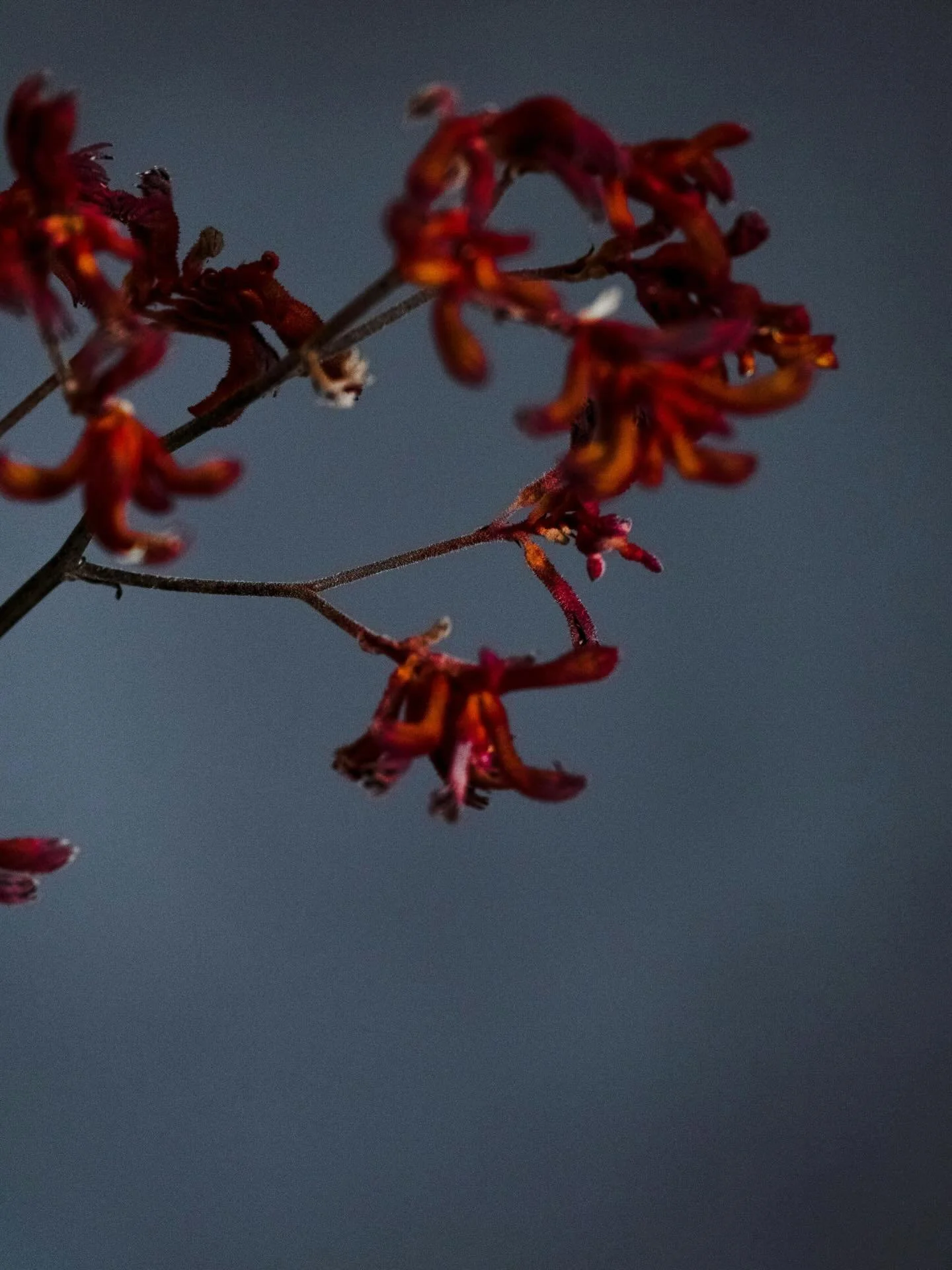 Native. Resilient. Quietly extraordinary.

This is what flourishing looks like in Western Australia.

Science meets soul. 

🦘🐾 

#kangaroopaw #westernaustralia #nativeflowers #wellx wellbeing