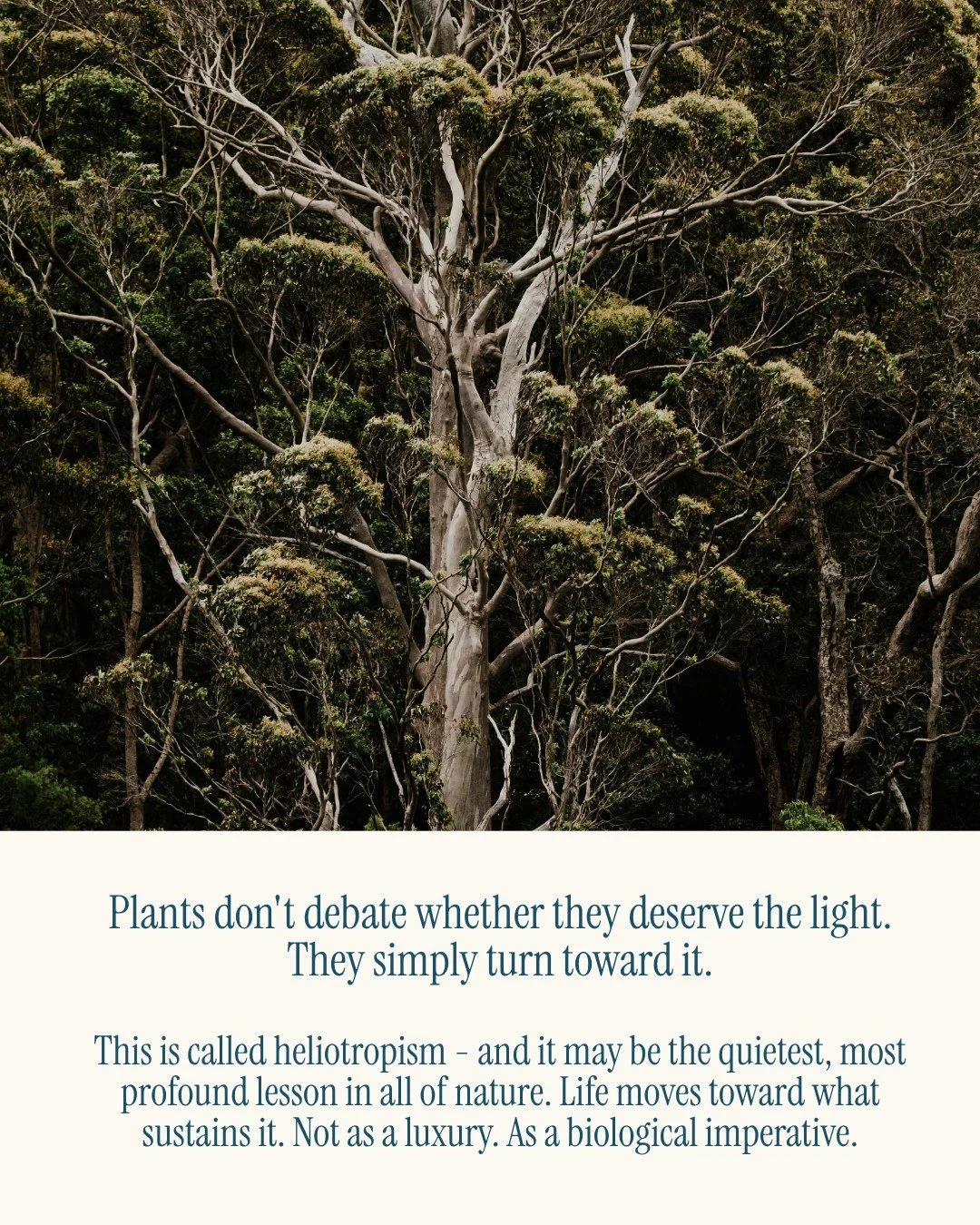 Plants don't debate whether they deserve the light.

They simply turn toward it.

This is called heliotropism - and it may be the quietest, most profound lesson in all of nature. Life moves toward what sustains it. Not as a luxury. As a biological im