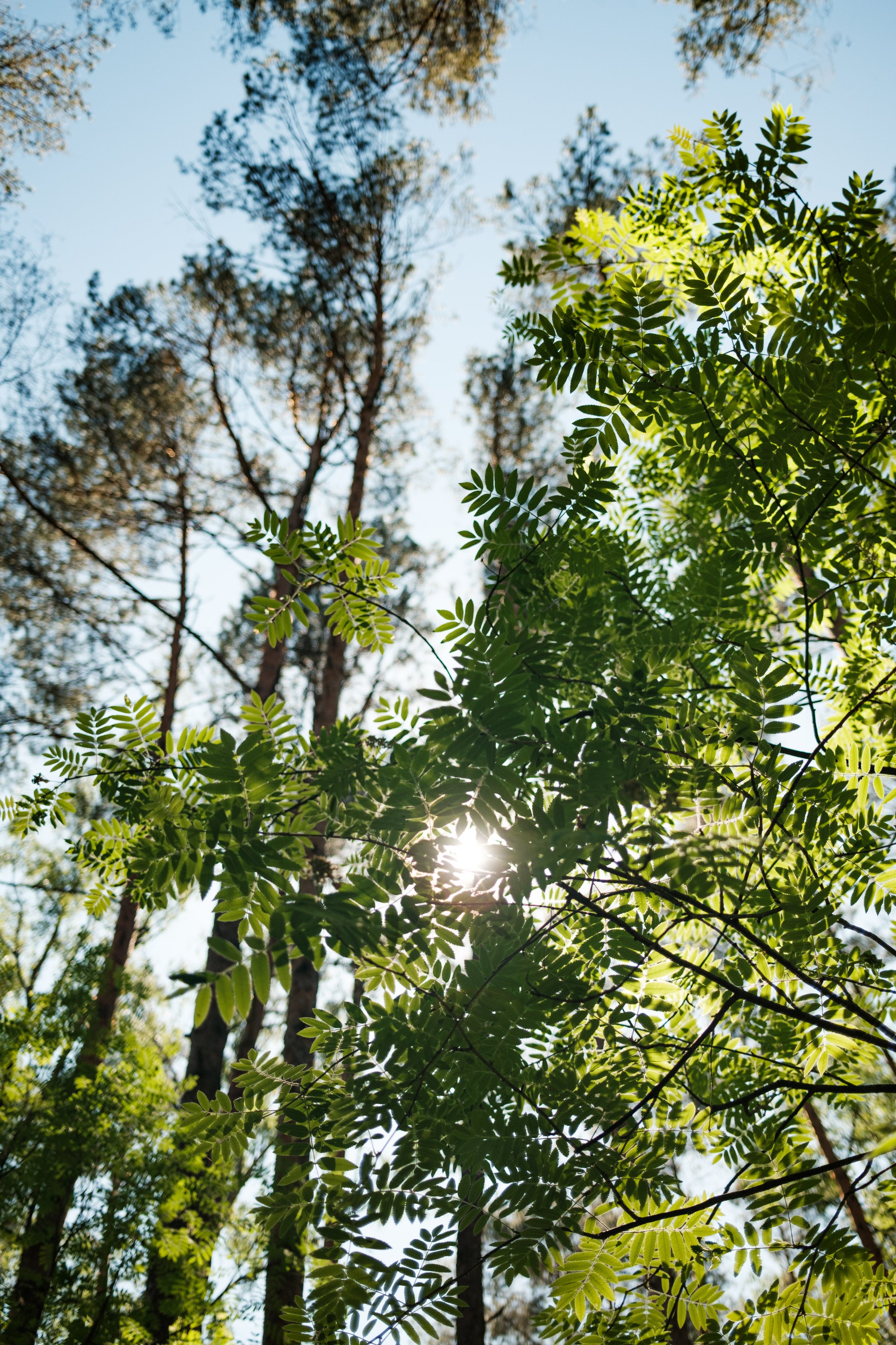 Sunlight shining through green tree leaves in a forest with tall trees.
