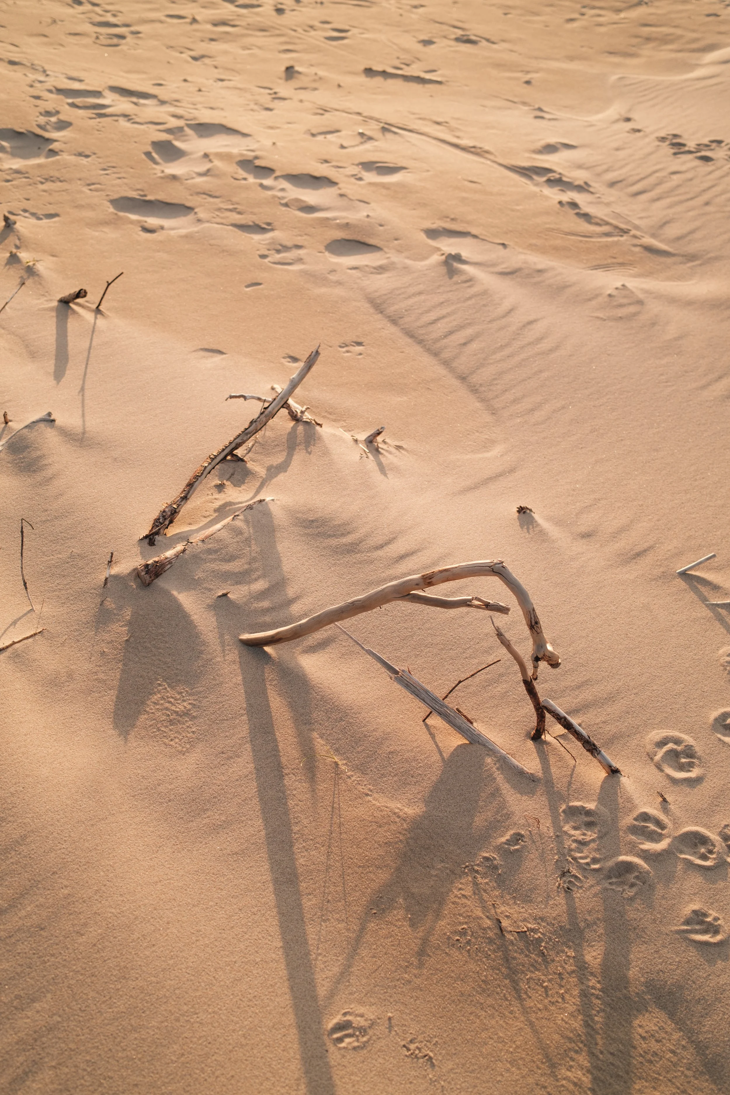 Sand dunes with scattered dry twigs and animal footprints in a desert landscape.