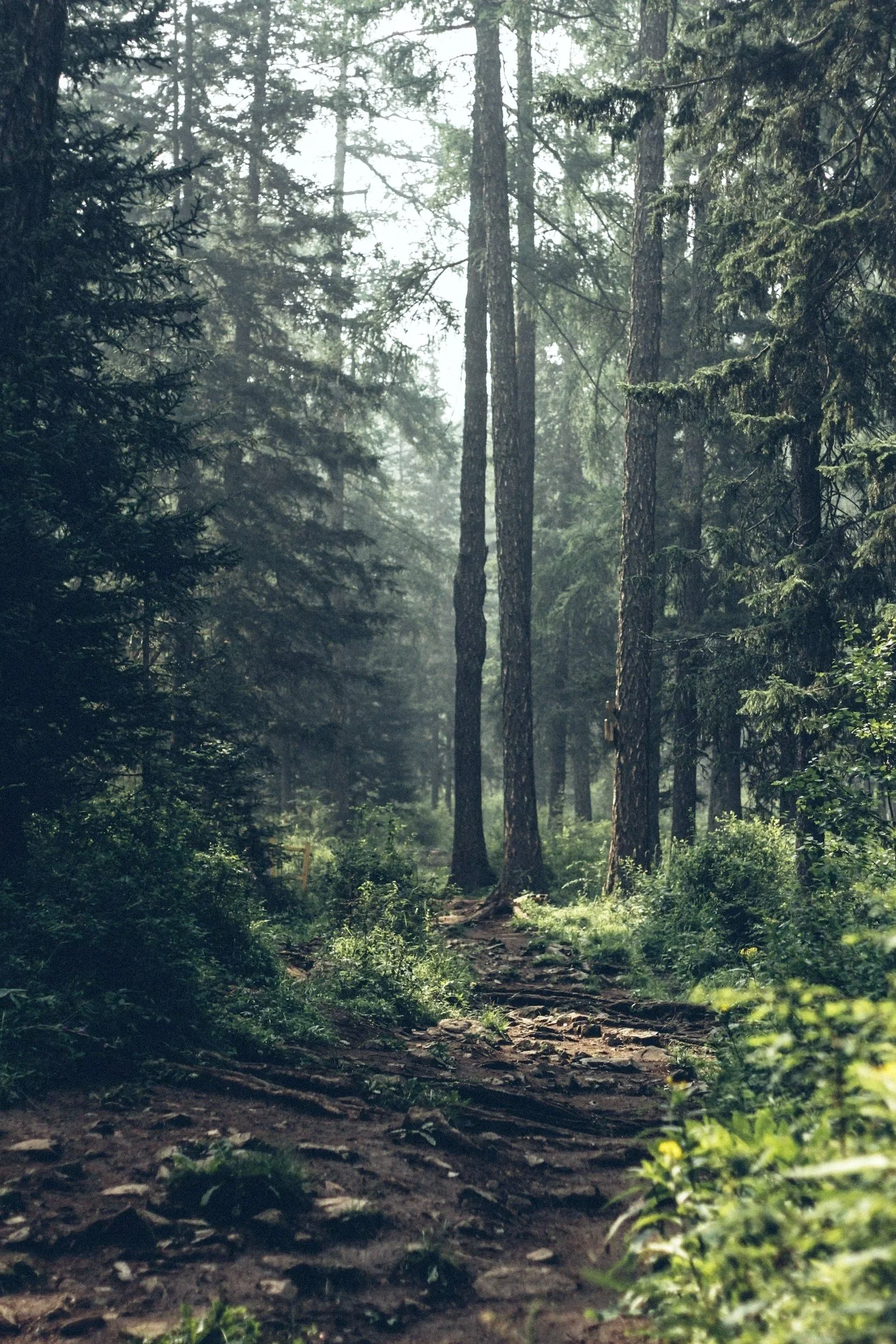 A forest scene with tall pine trees, some with moss hanging from branches, and a dirt path winding through lush green undergrowth. Sunlight filters through the canopy, creating a misty atmosphere.
