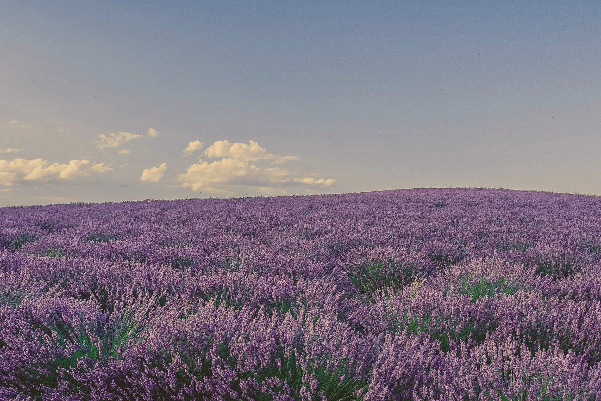 A field of blooming lavender plants with purple flowers covers the landscape, under a blue sky with white clouds.