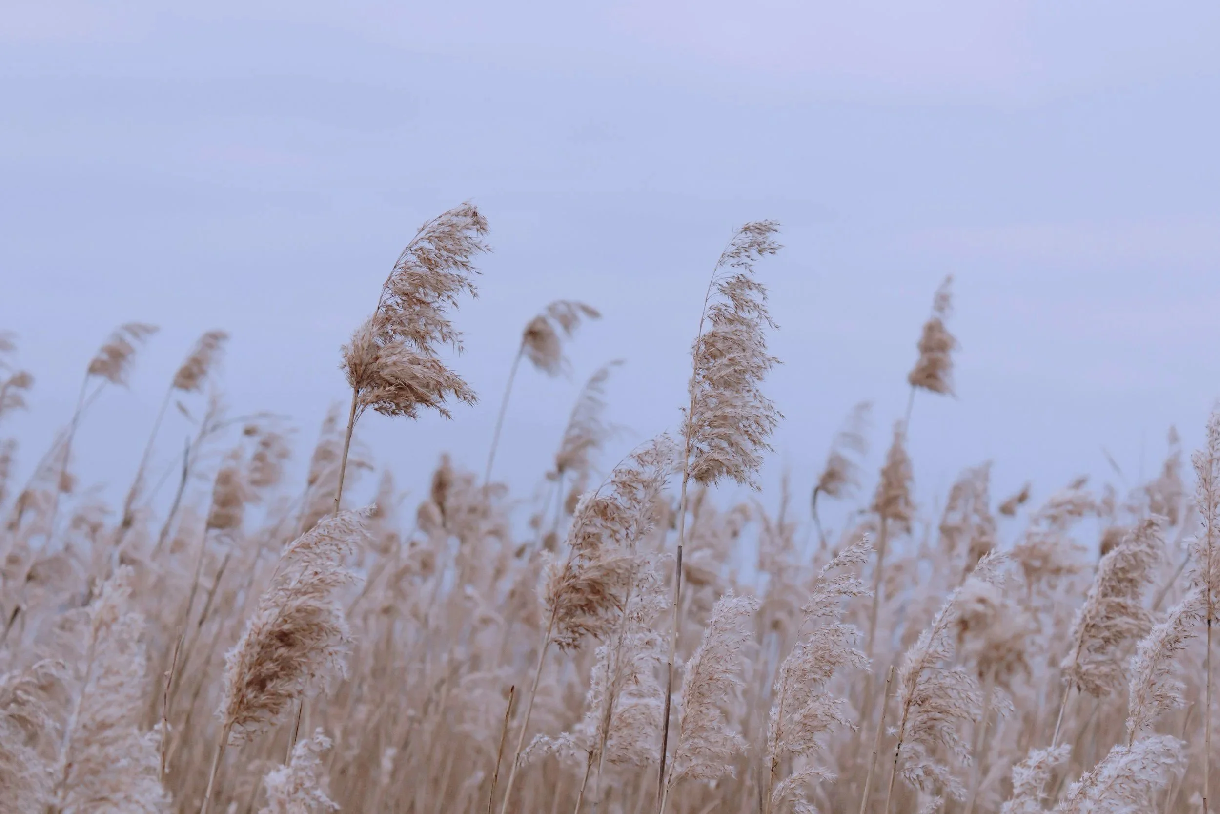 Tall beige grass in a field against a pale blue sky.