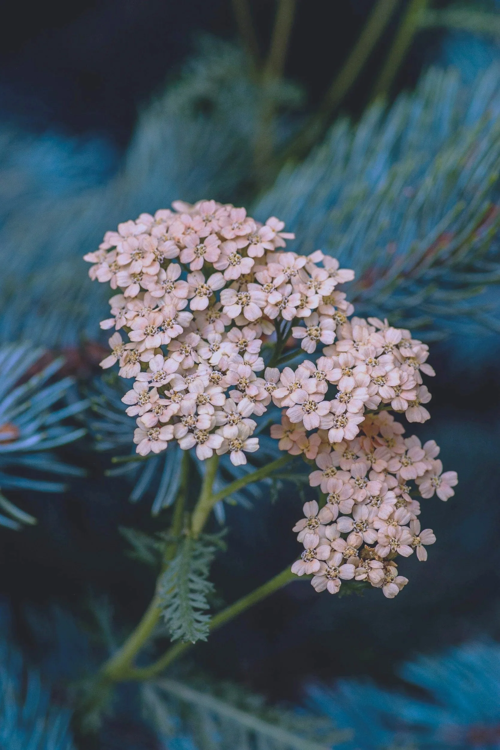 Close-up of a cluster of small pink and white flowers with green feathery leaves in the background.