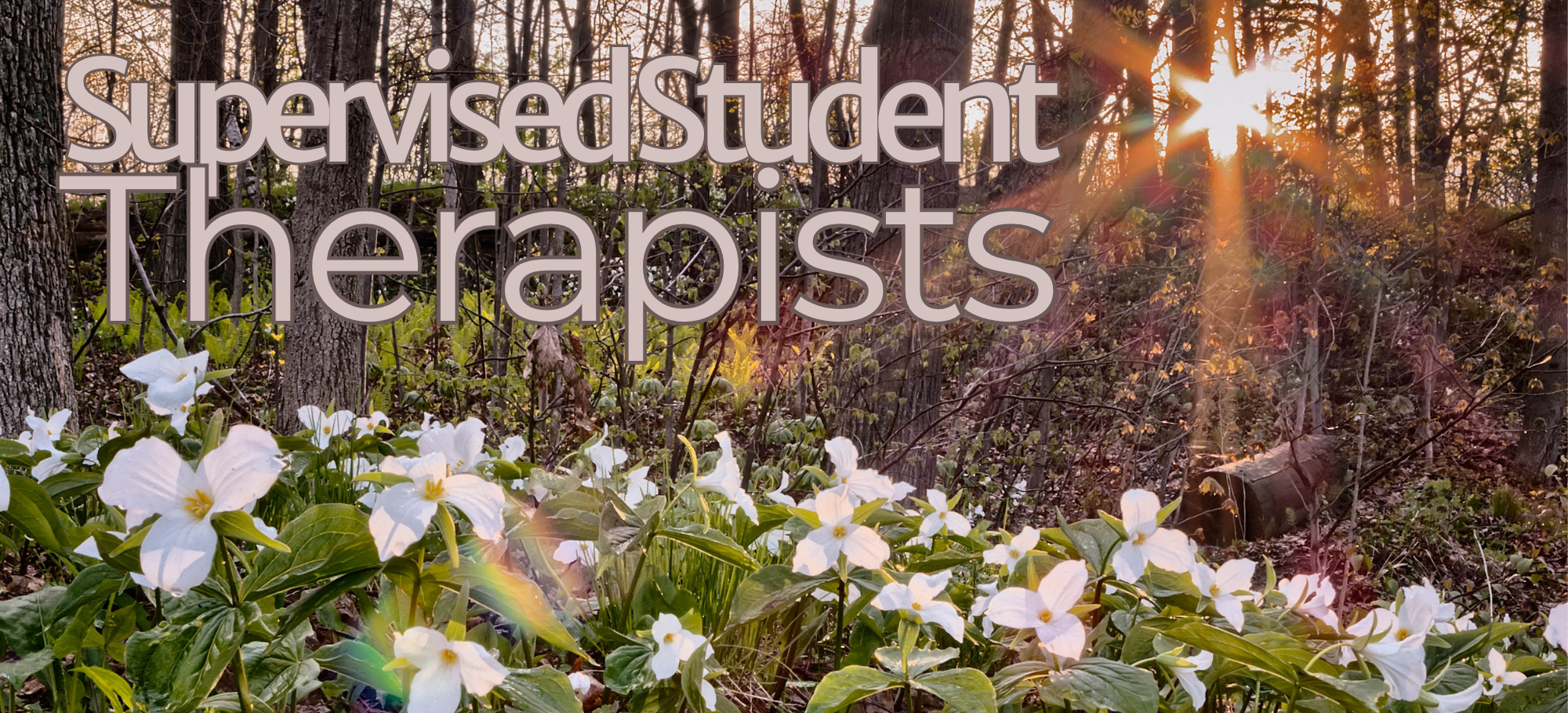 Sunshine shining through trees in a forest with white flowers in the foreground and text overlay reading 'supervised student therapists'.