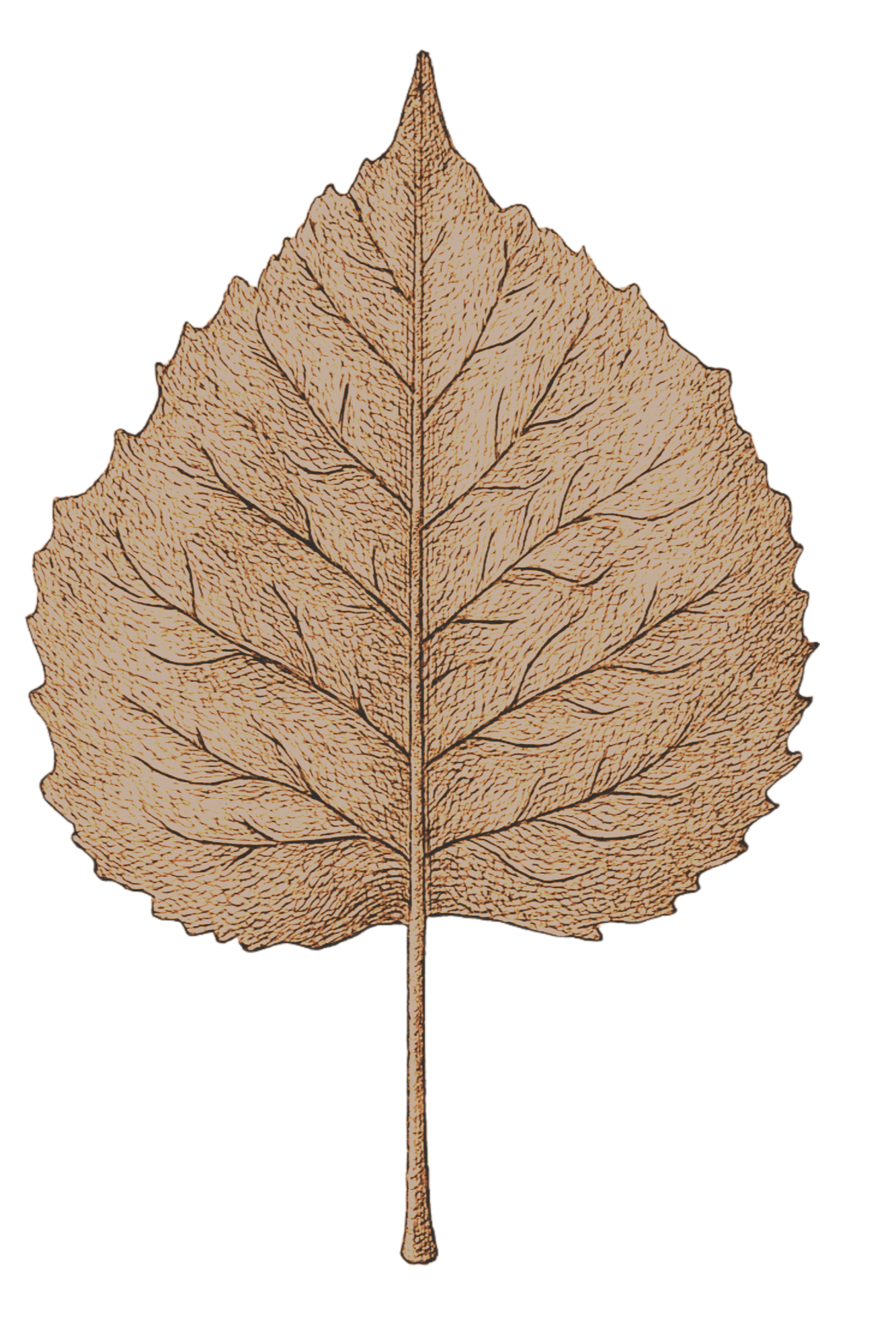Illustration of a dried, brown leaf with detailed veins and a pointed tip.