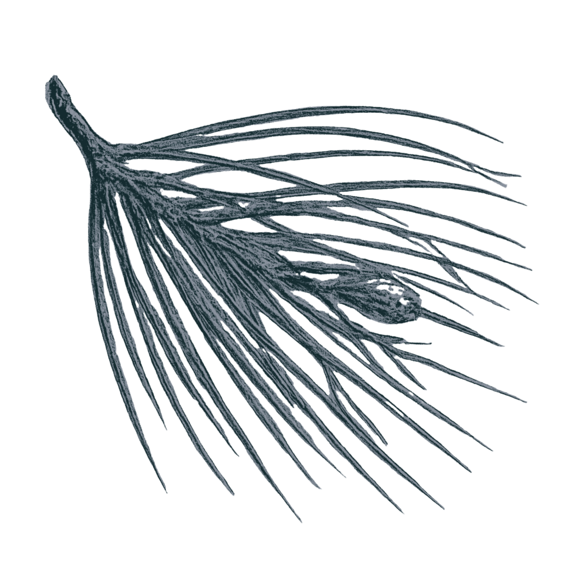 Silver pine branch with long needle-like leaves