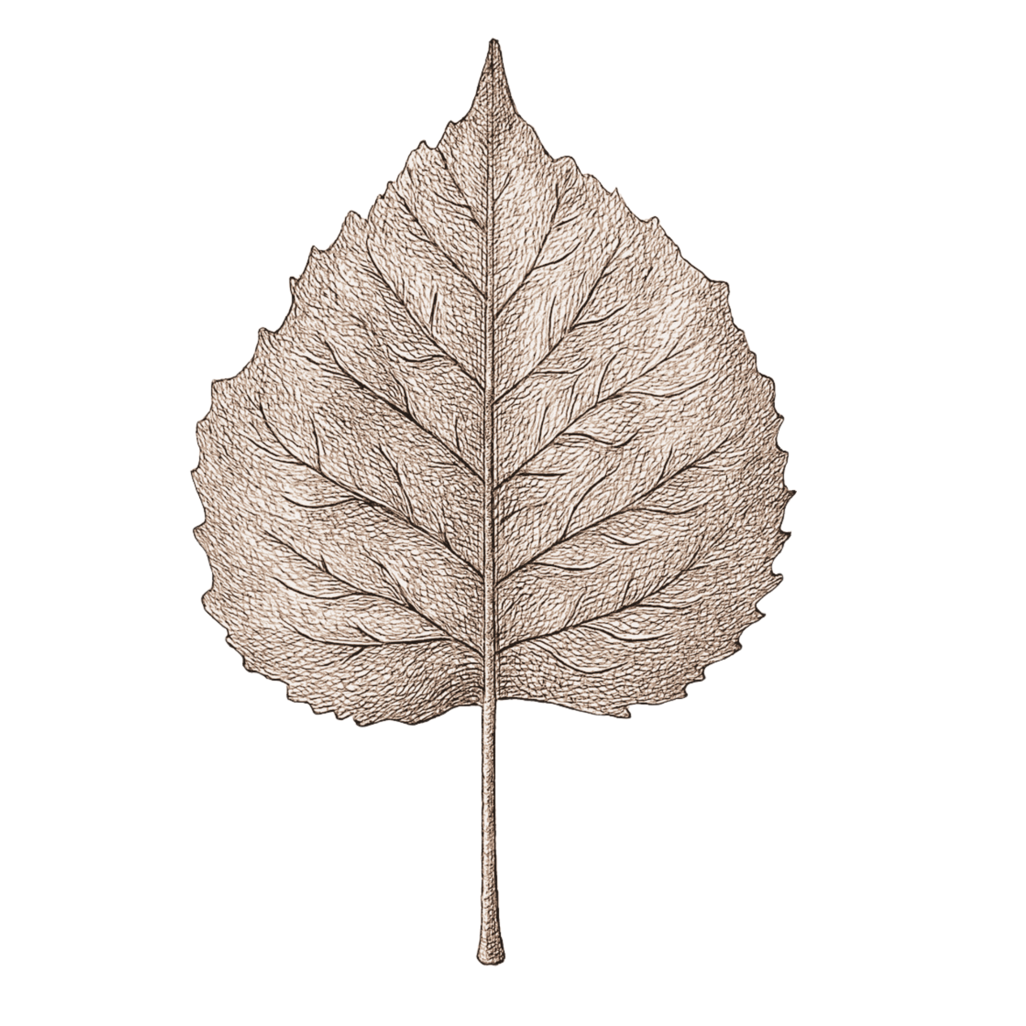 A detailed, skeletonized illustration of a single leaf with visible veins and a pointed tip.