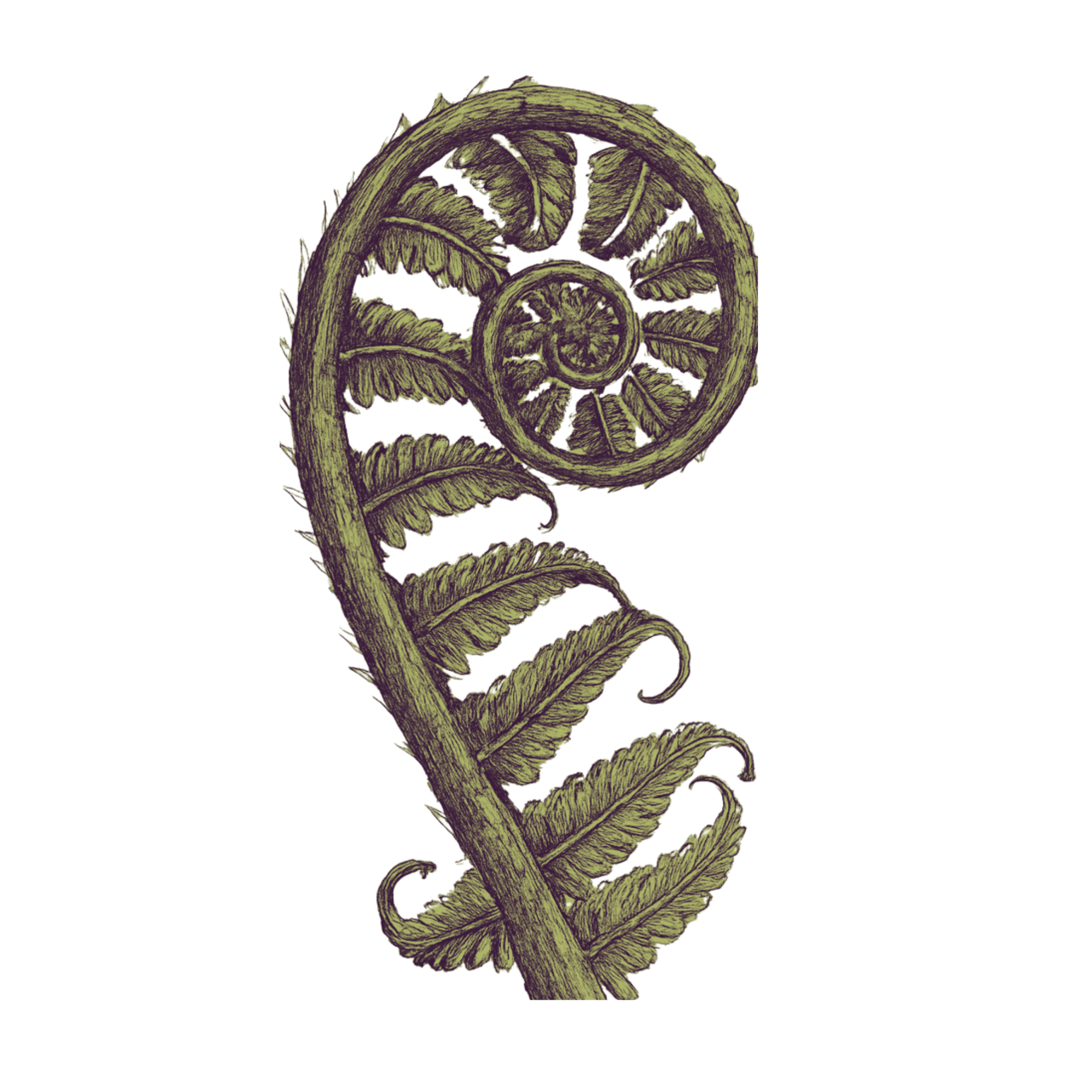 A detailed, vintage-style illustration of a fern frond with a coiled, spiral shape at the top.