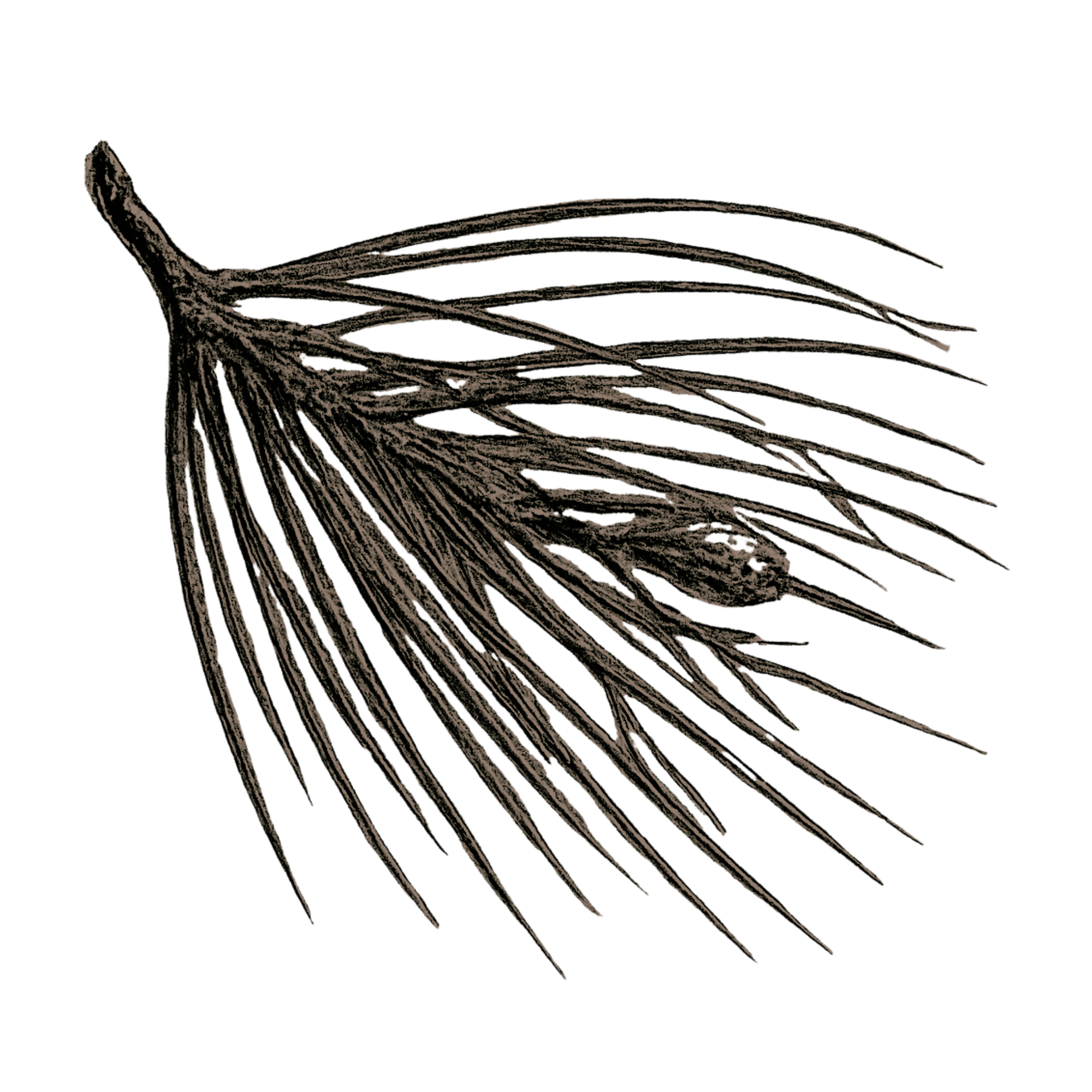 Black and white line drawing of a pine branch with long, needle-like leaves.