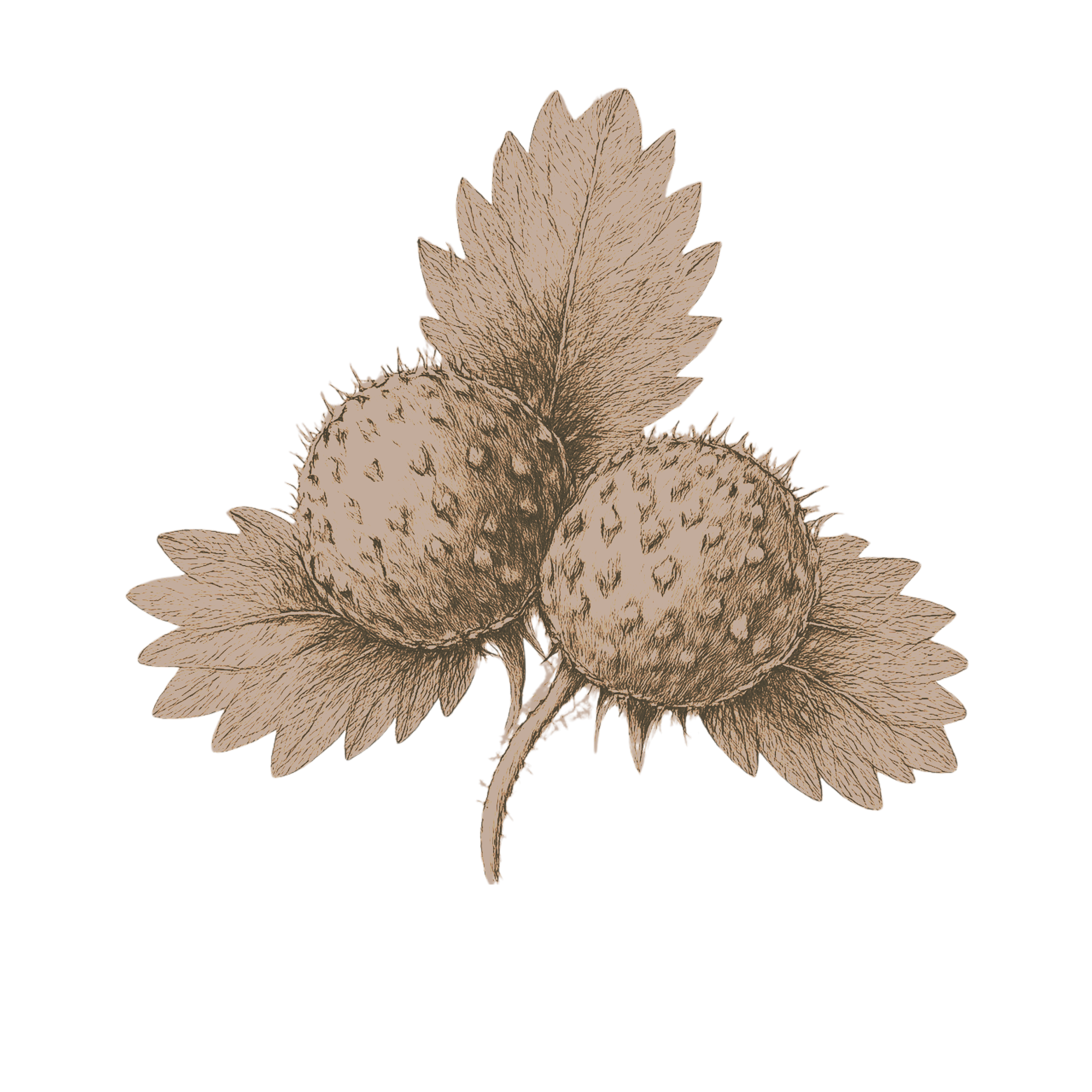 Illustration of two strawberries with leaves on a black background.