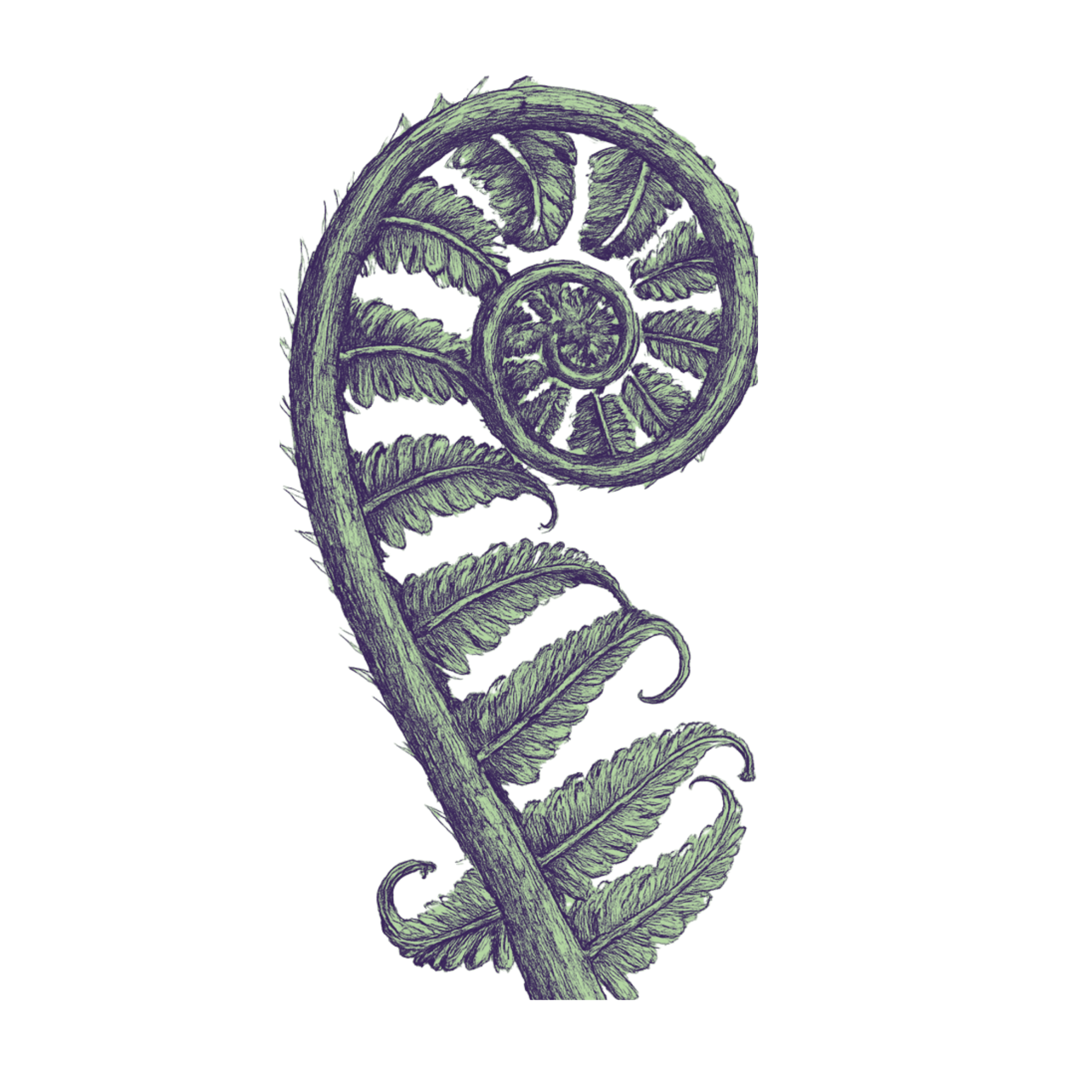 An illustration of a fern frond in a vintage, sketch style.