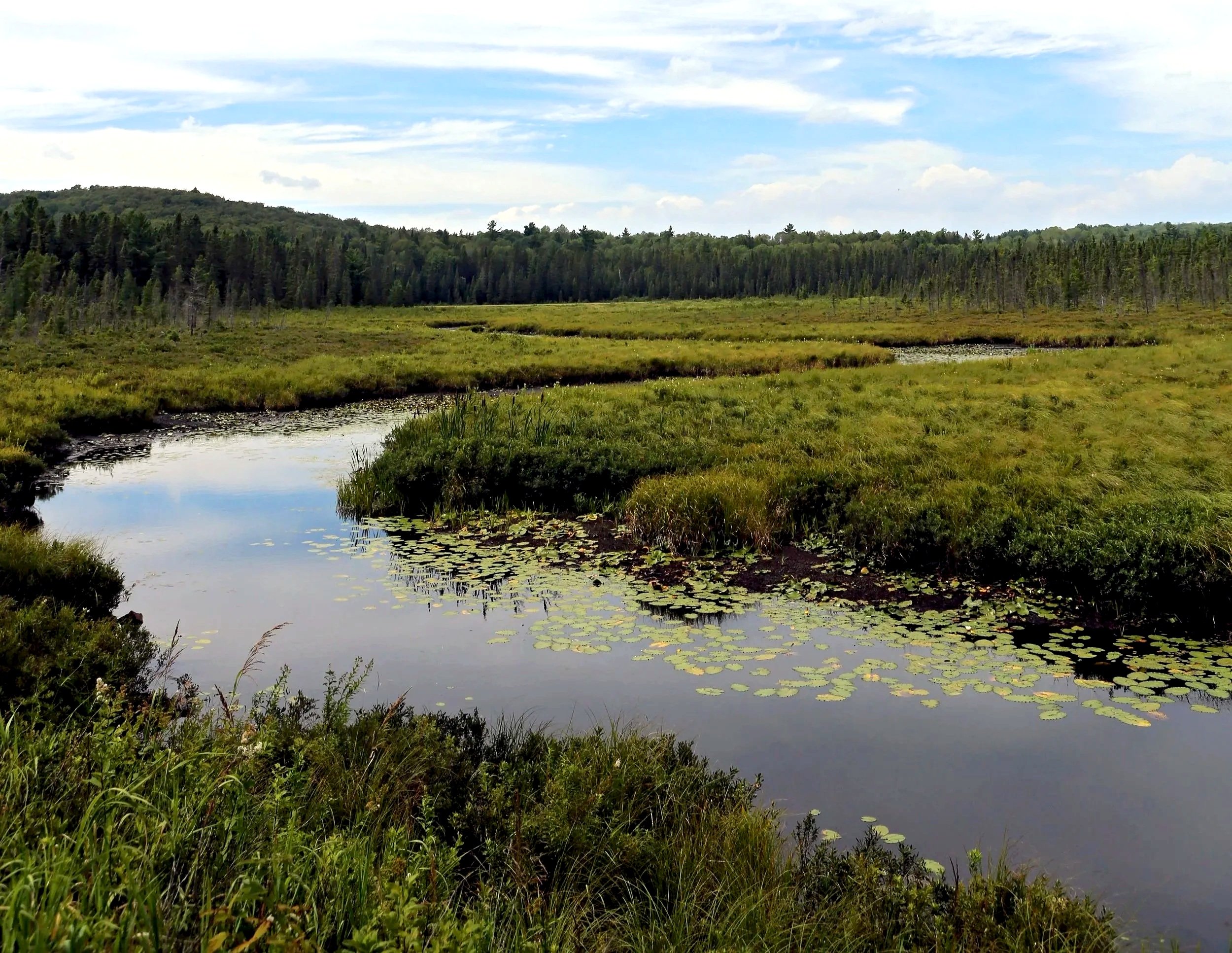 A wetland scene with marshy grass, lily pads on the water, and a forested hillside under a partly cloudy sky.