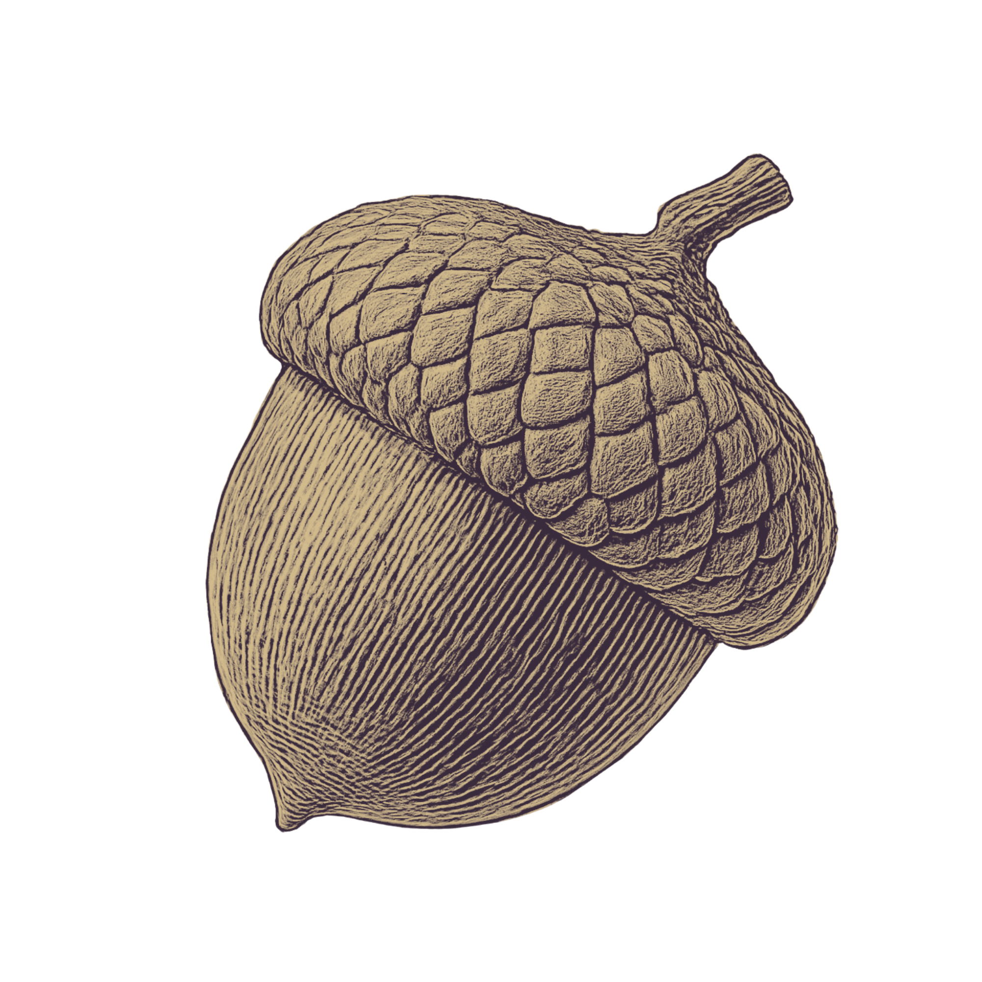 Illustration of an acorn showing its textured cap and smooth nut.