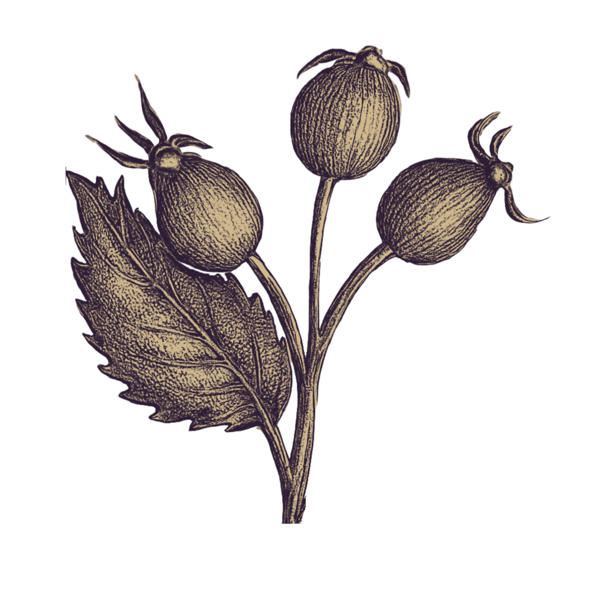 Vintage botanical illustration of a plant with three seed pods and a leaf