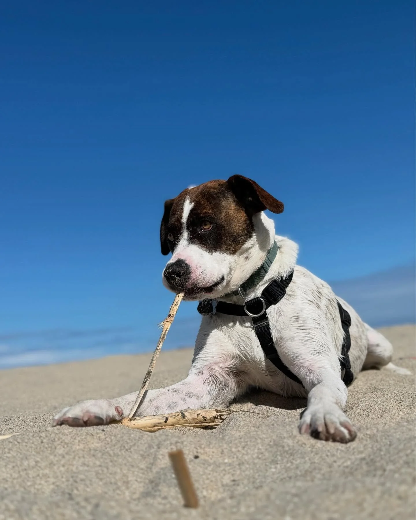 Just a dog doing dog things!