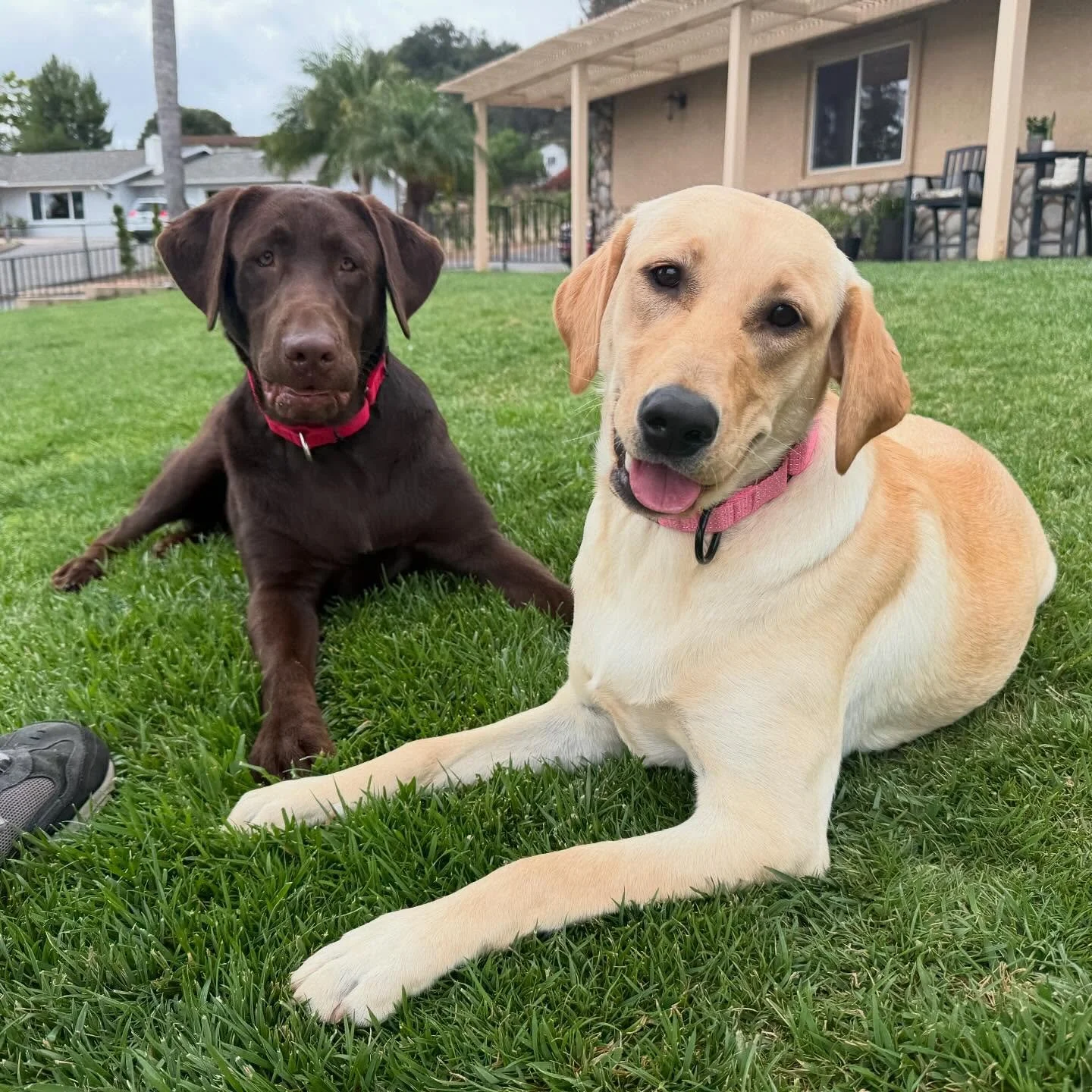 Having multiple pets in a household can be challenging. There are a number of ways to set yourself up for success through management of the environment, routines, boundaries, enrichment, etc. After figuring out the management plan, we develop a train