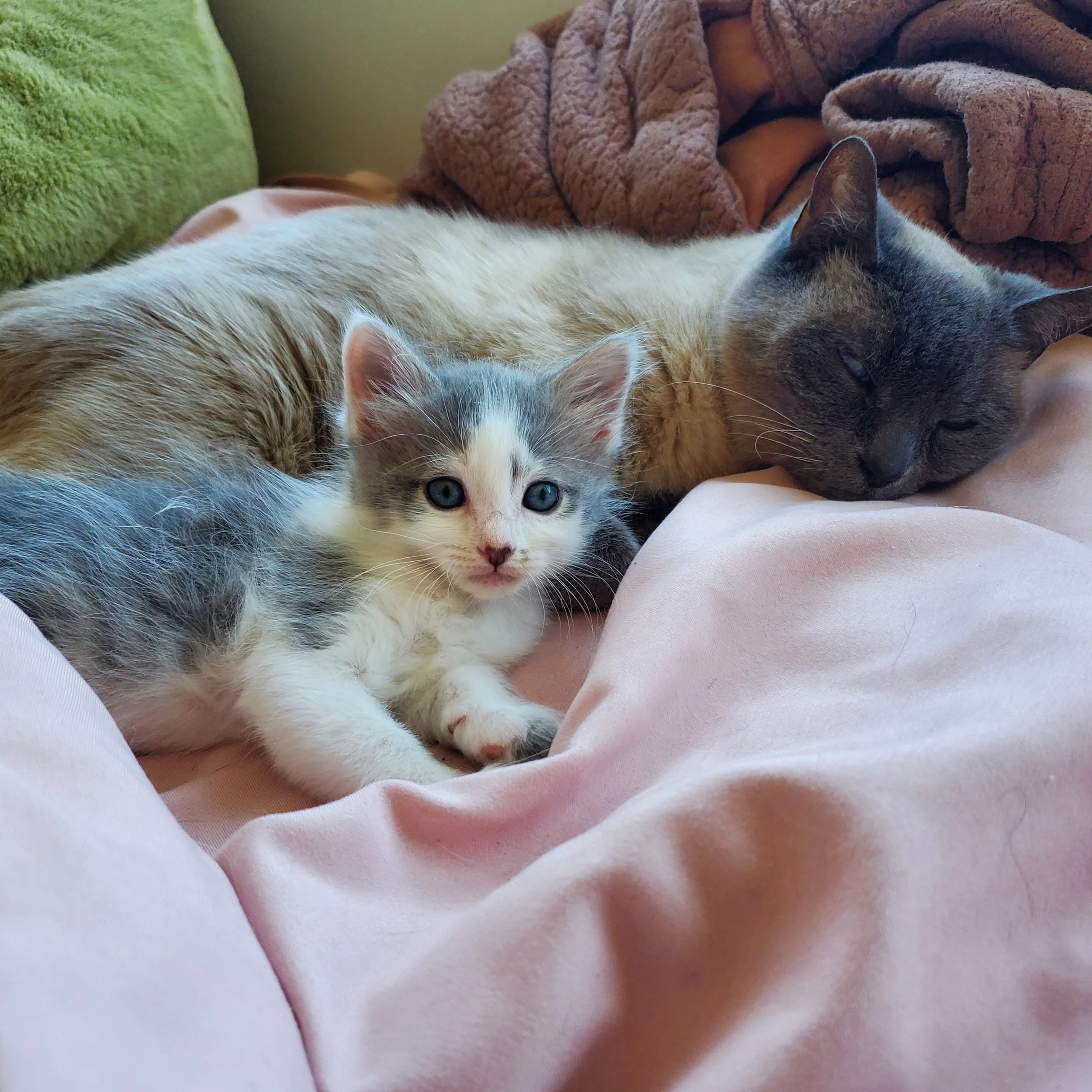 Have you recently adopted a new dog or cat? 🐶🐱 Wondering the best way to introduce them to your resident animals? Need support during this transition period?

The New Adoption Success Program has just launched! Created by a current trainer with yea