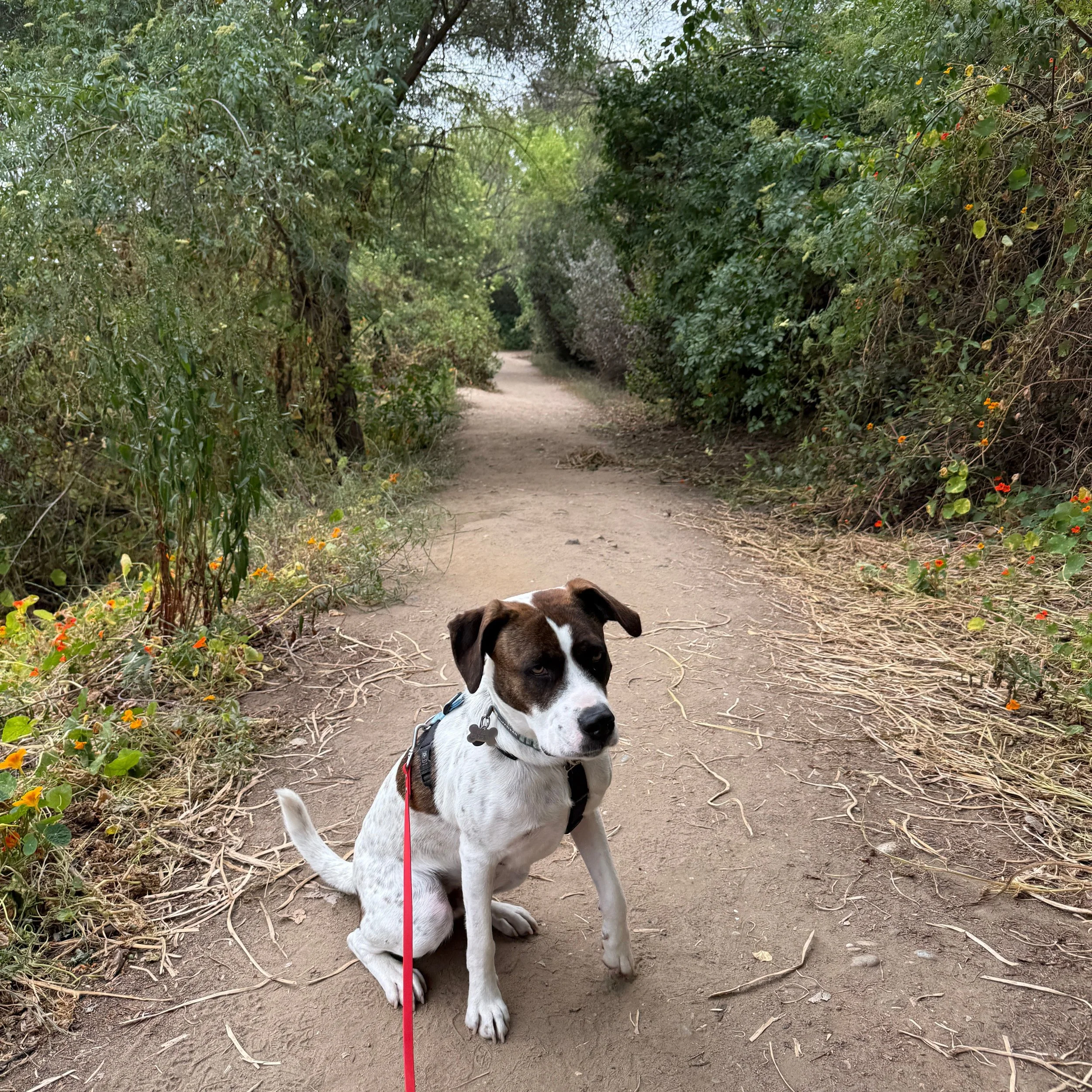 Hikes for Hobie are all about agency. Our modern pet dogs often live lives under the near complete control of someone else. This lack of choice can be frustrating and demotivating. Hobie has worked really hard over the past year to gain the skills ne