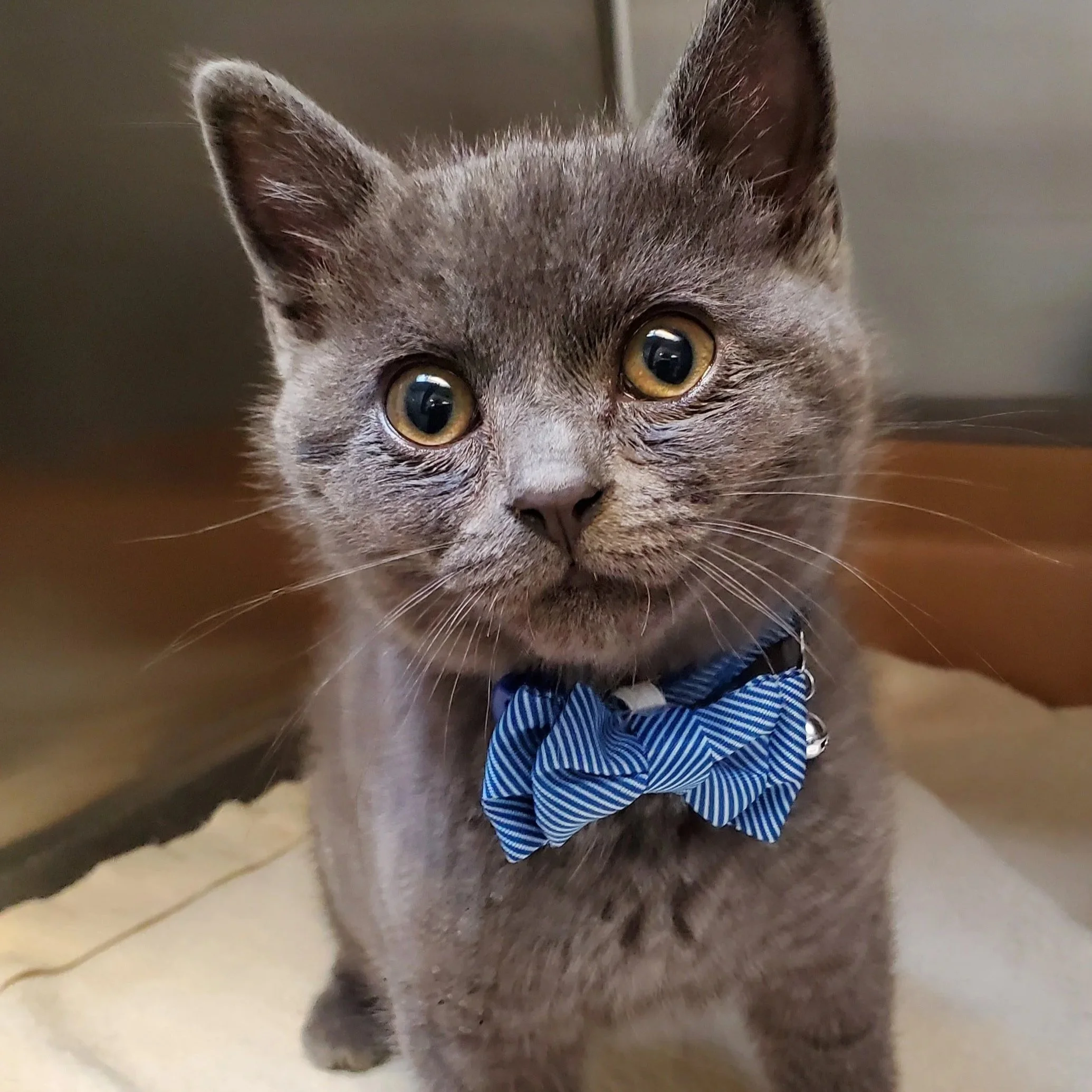 Gray kitten wearing a blue striped bow tie.