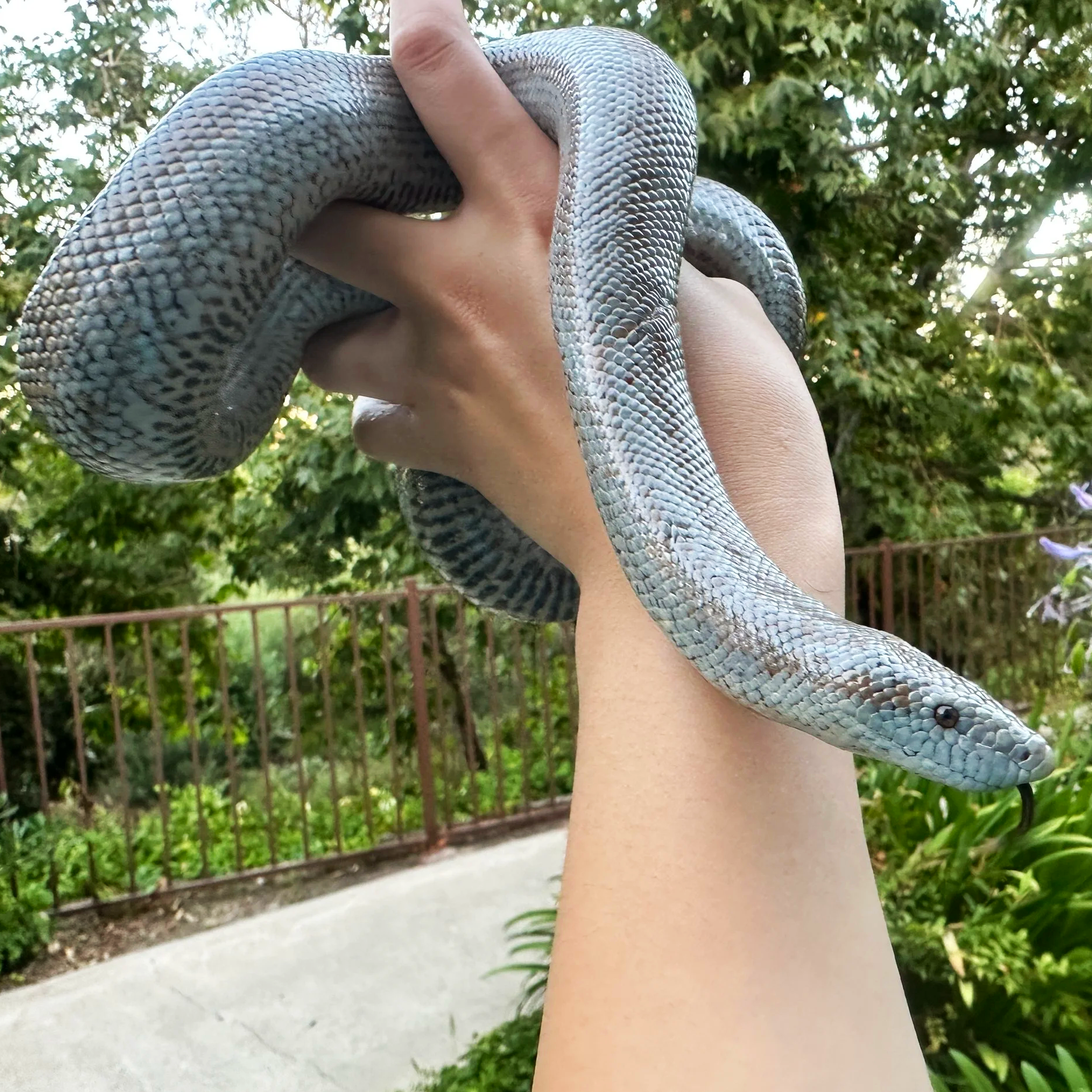 Person holding a gray snake outdoors in a garden with greenery and a brown fence in the background.