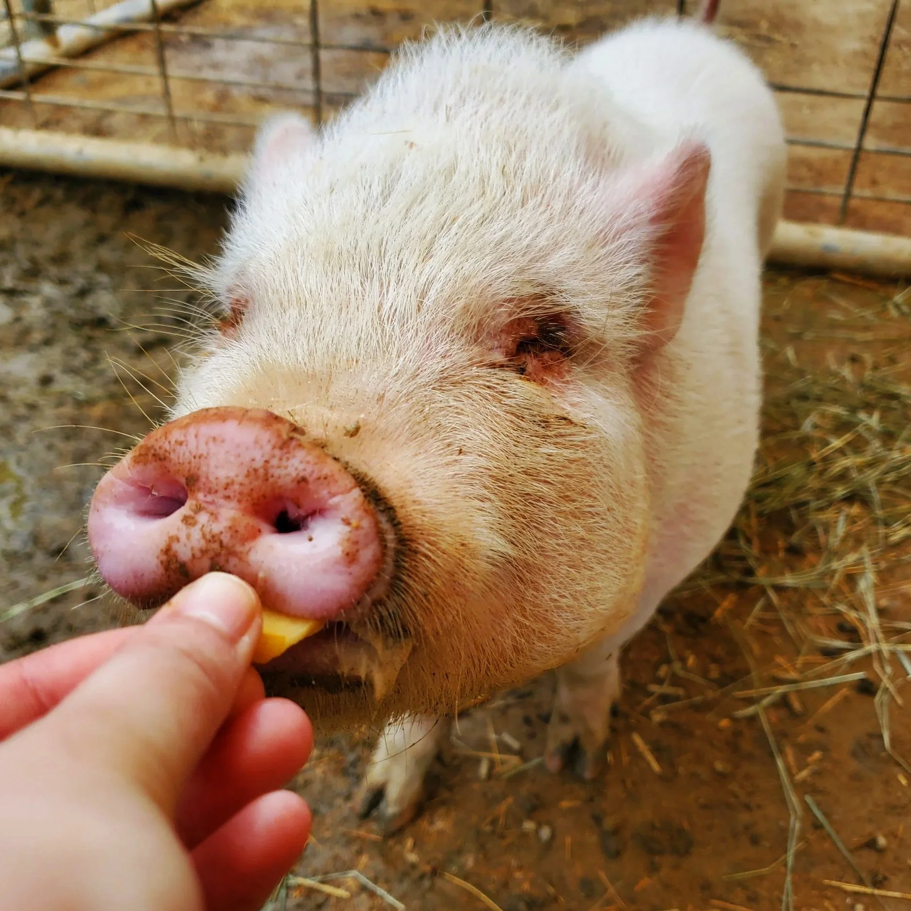 Close-up of a pig in a pen, being fed a piece of food by a human hand.