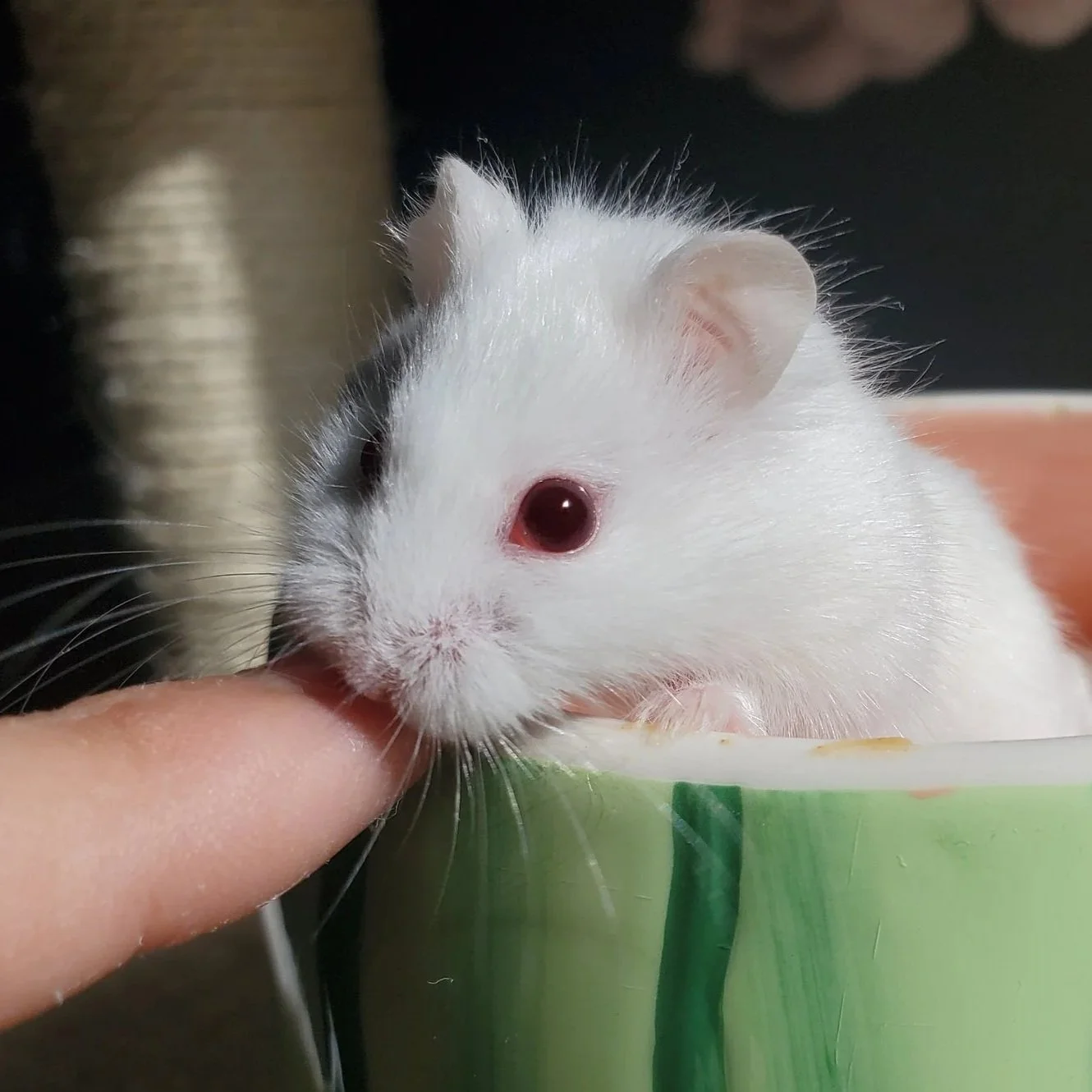A white hamster with black markings licking a person's finger, inside a colorful container.