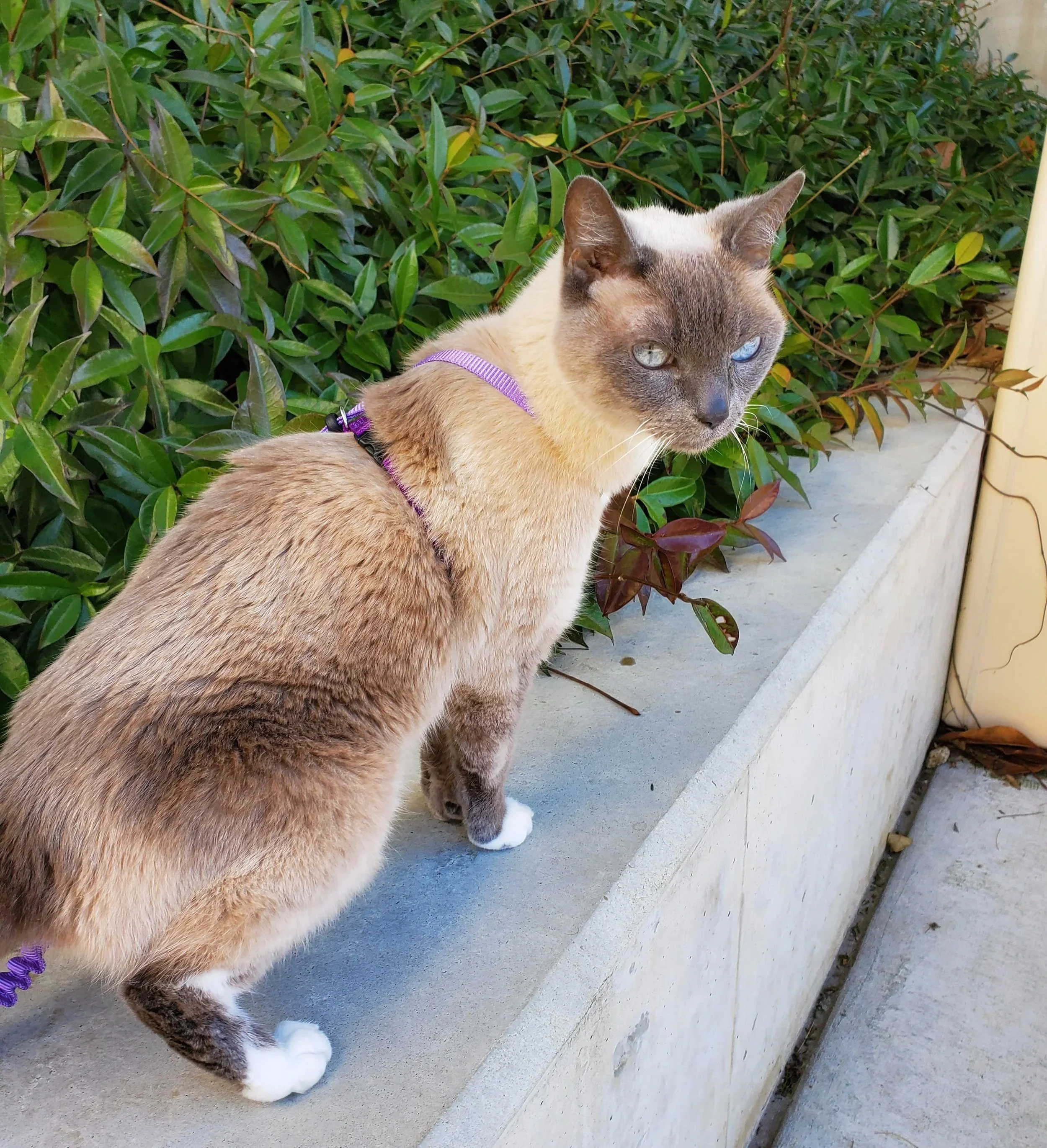 A Siamese cat with blue eyes and a purple harness sitting on a concrete ledge next to green shrubs.