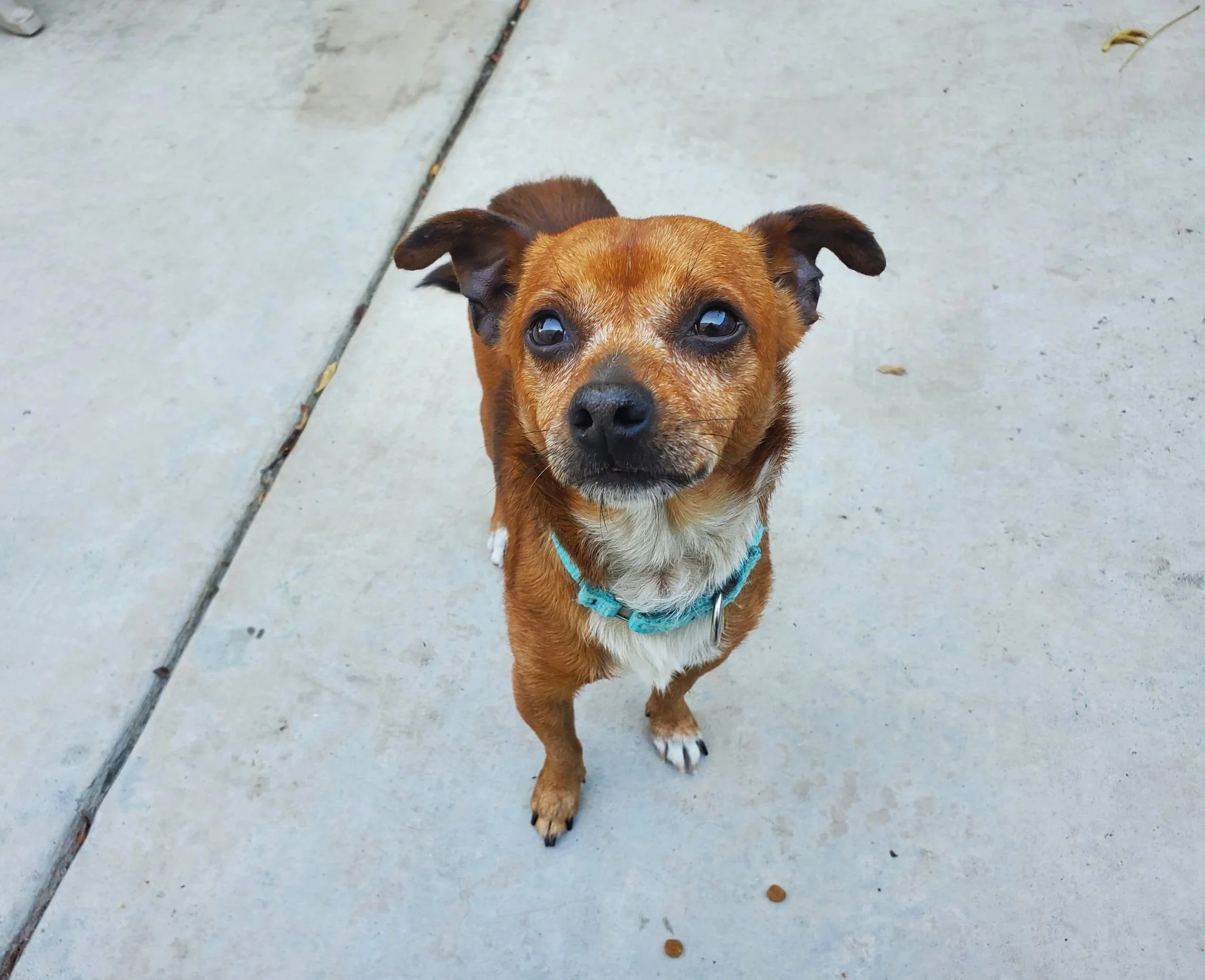 A small brown dog with a black nose and blue eyes wearing a blue collar, sitting on a concrete sidewalk looking up at the camera.