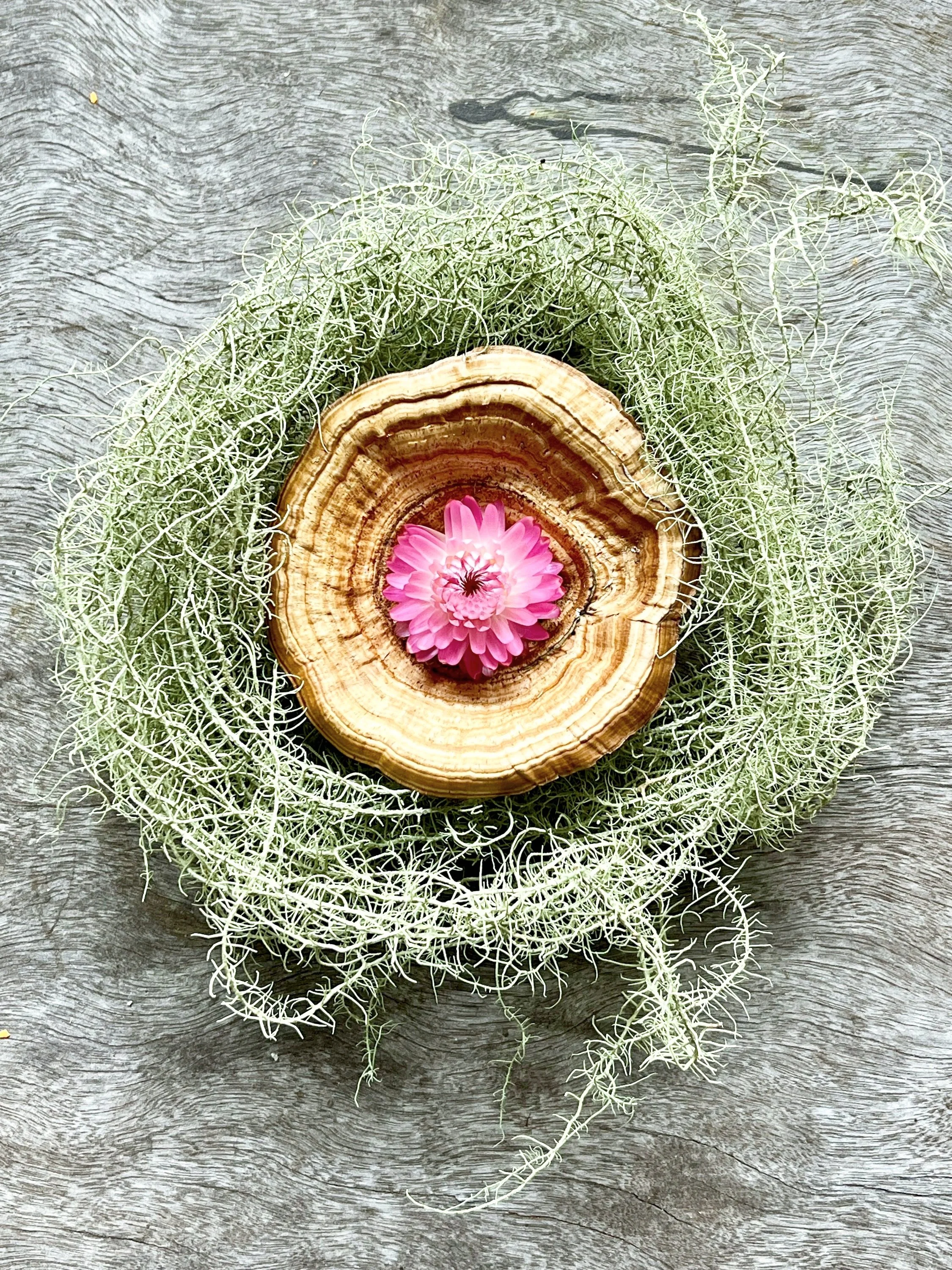 A pink flower placed on a piece of dried fungus, surrounded by delicate green moss on a weathered grey wooden surface.
