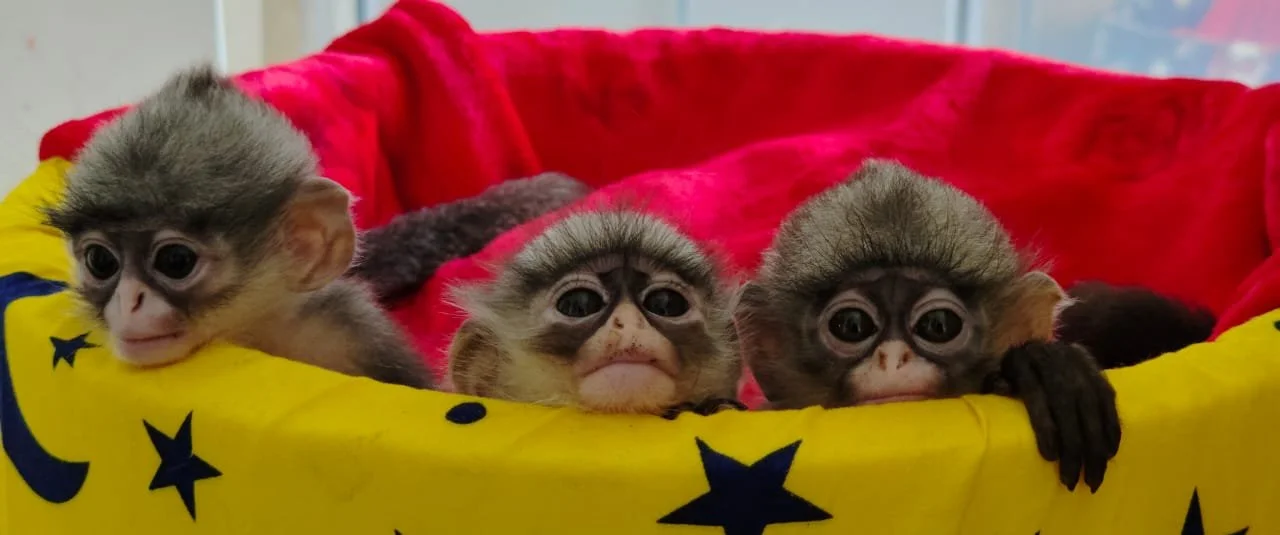 WhatsApp Image 2026-02-01 at 11.21.06 (2).jpeg