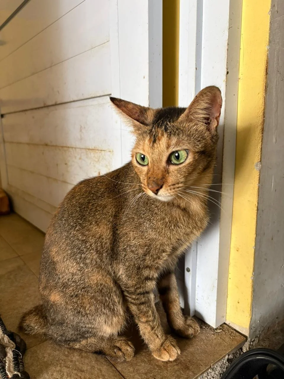 WhatsApp Image 2026-02-10 at 10.28.52.jpeg