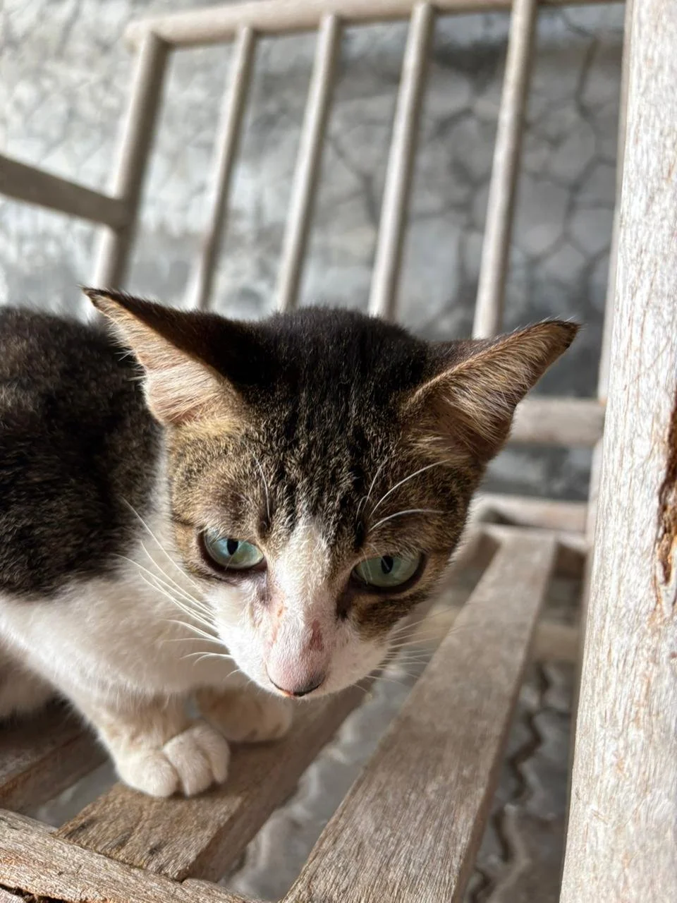 WhatsApp Image 2026-02-10 at 10.28.03.jpeg