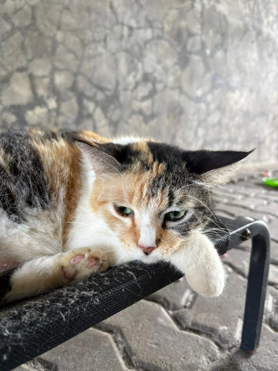 WhatsApp Image 2026-02-10 at 10.28.49.jpeg