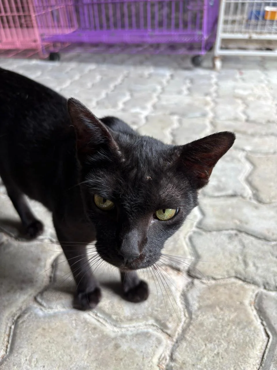 WhatsApp Image 2026-02-10 at 10.28.13.jpeg